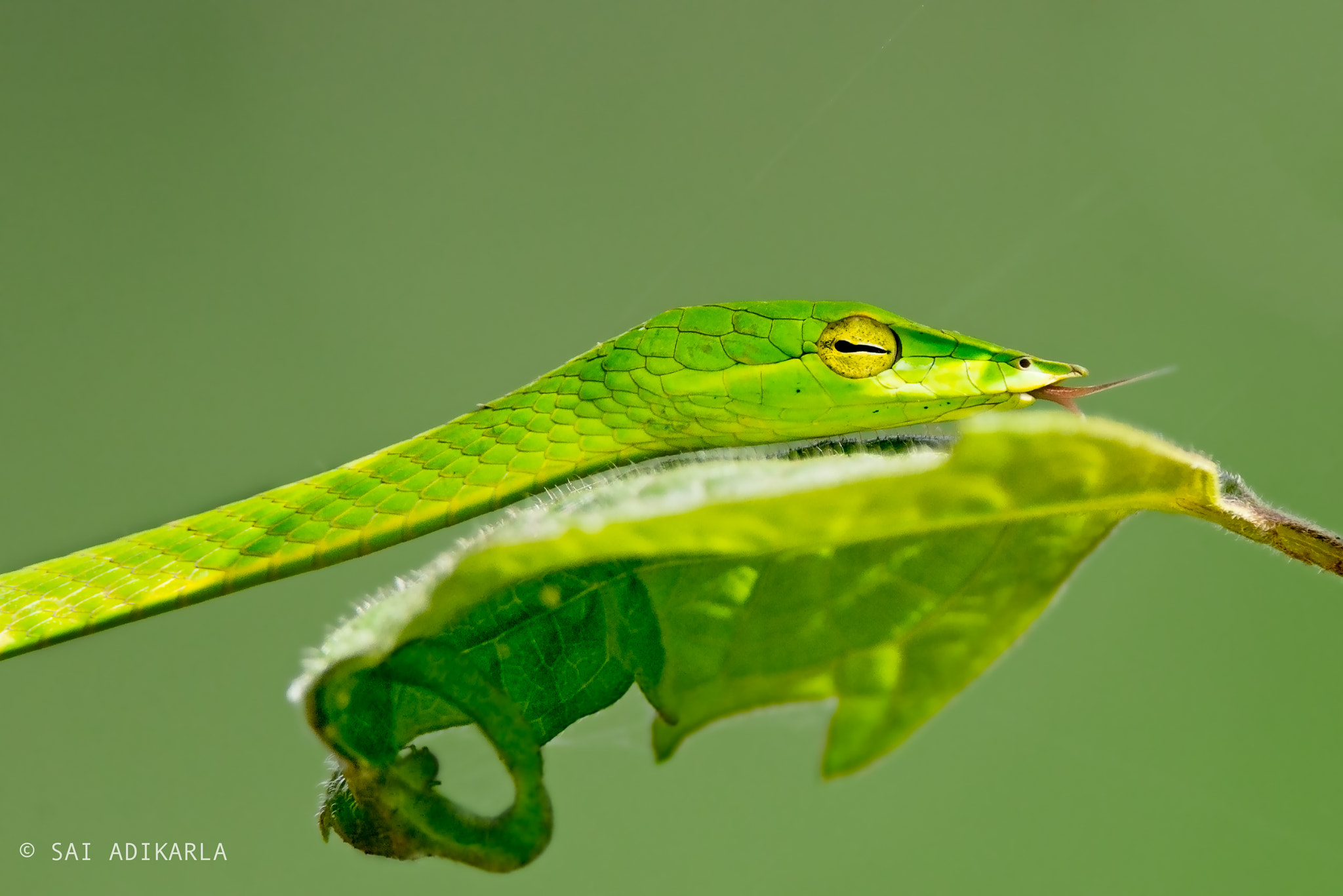 Nikon D610 sample photo. Green vine snake photography