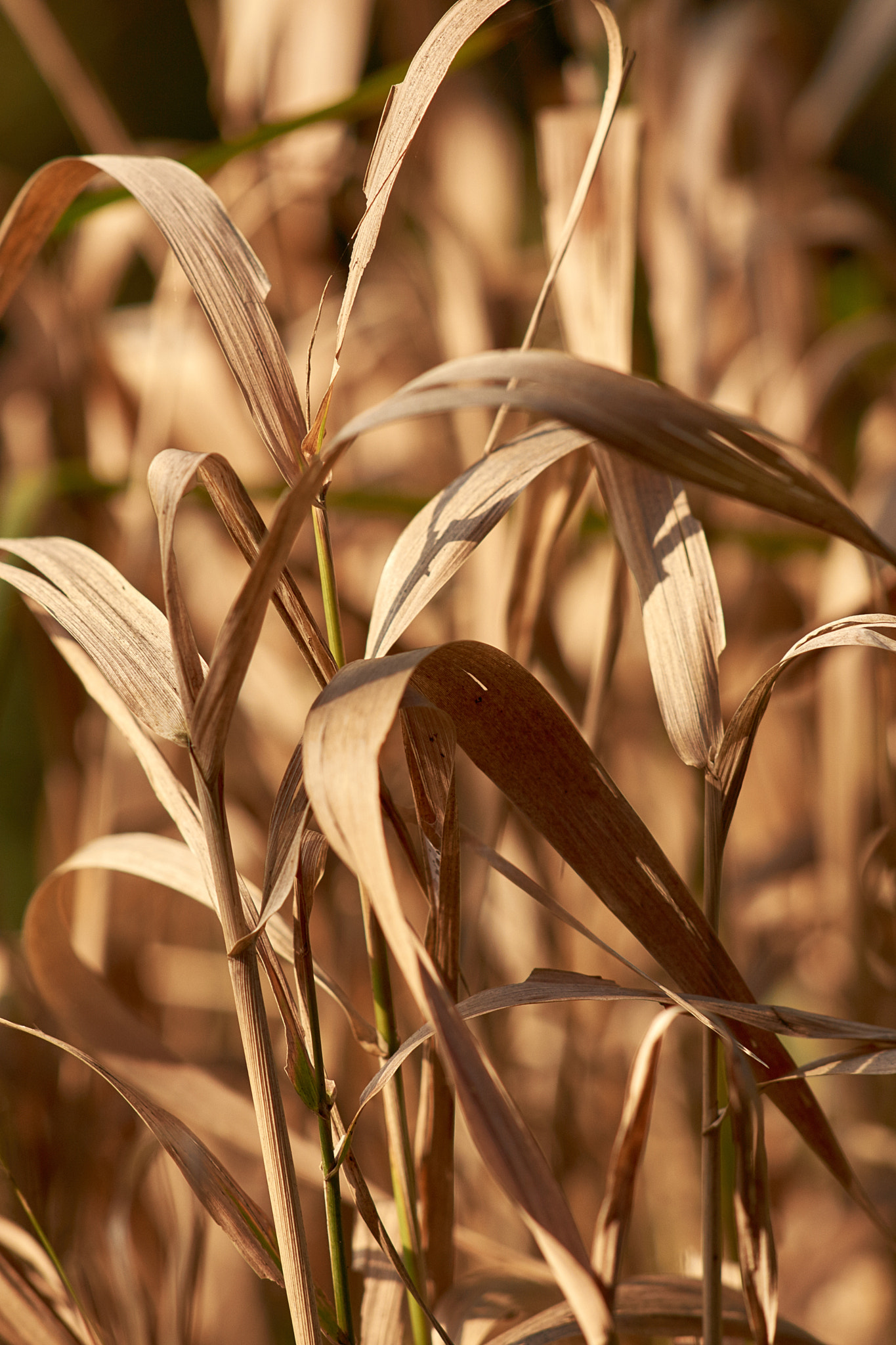 Sony Sonnar T* 135mm F1.8 ZA sample photo. Dsc photography