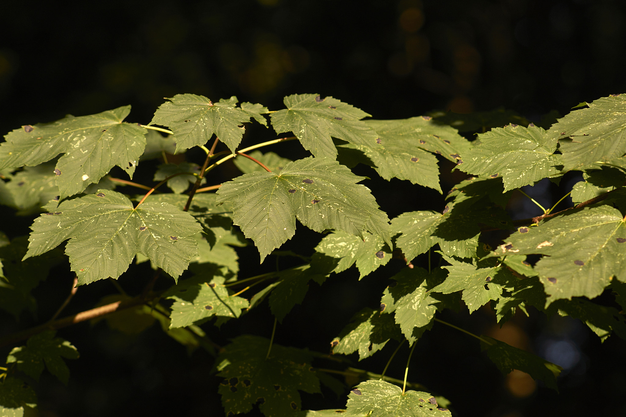 Sony Sonnar T* 135mm F1.8 ZA sample photo. Dsc photography