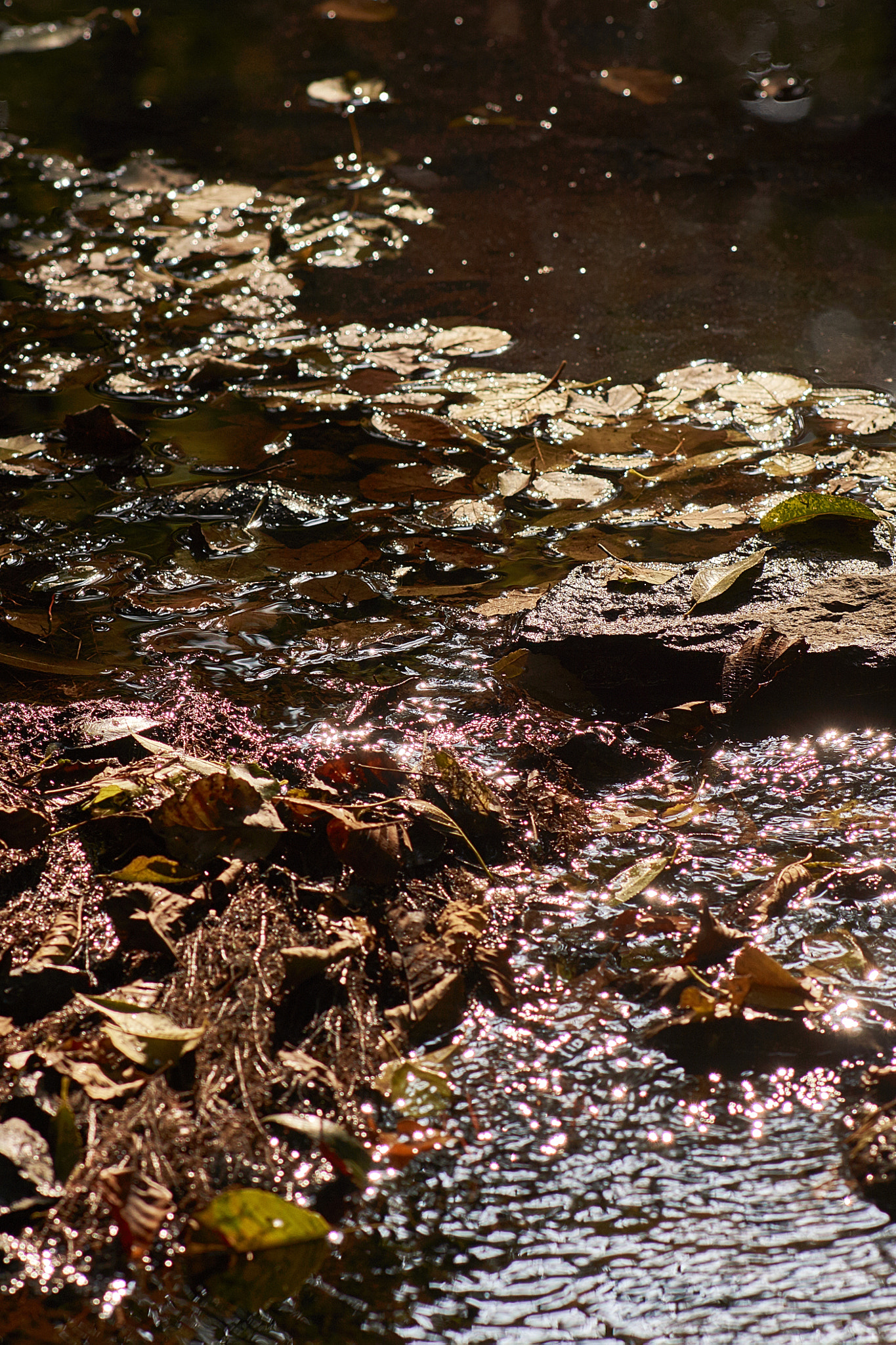 Sony Sonnar T* 135mm F1.8 ZA sample photo. Dsc photography