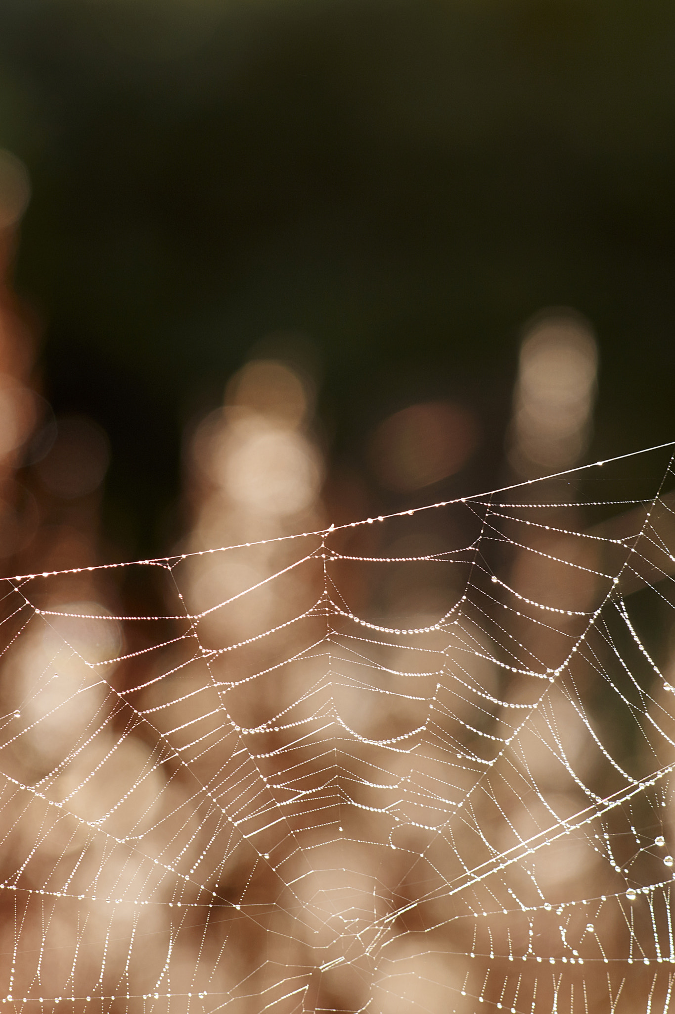 Sony Sonnar T* 135mm F1.8 ZA sample photo. Dsc photography