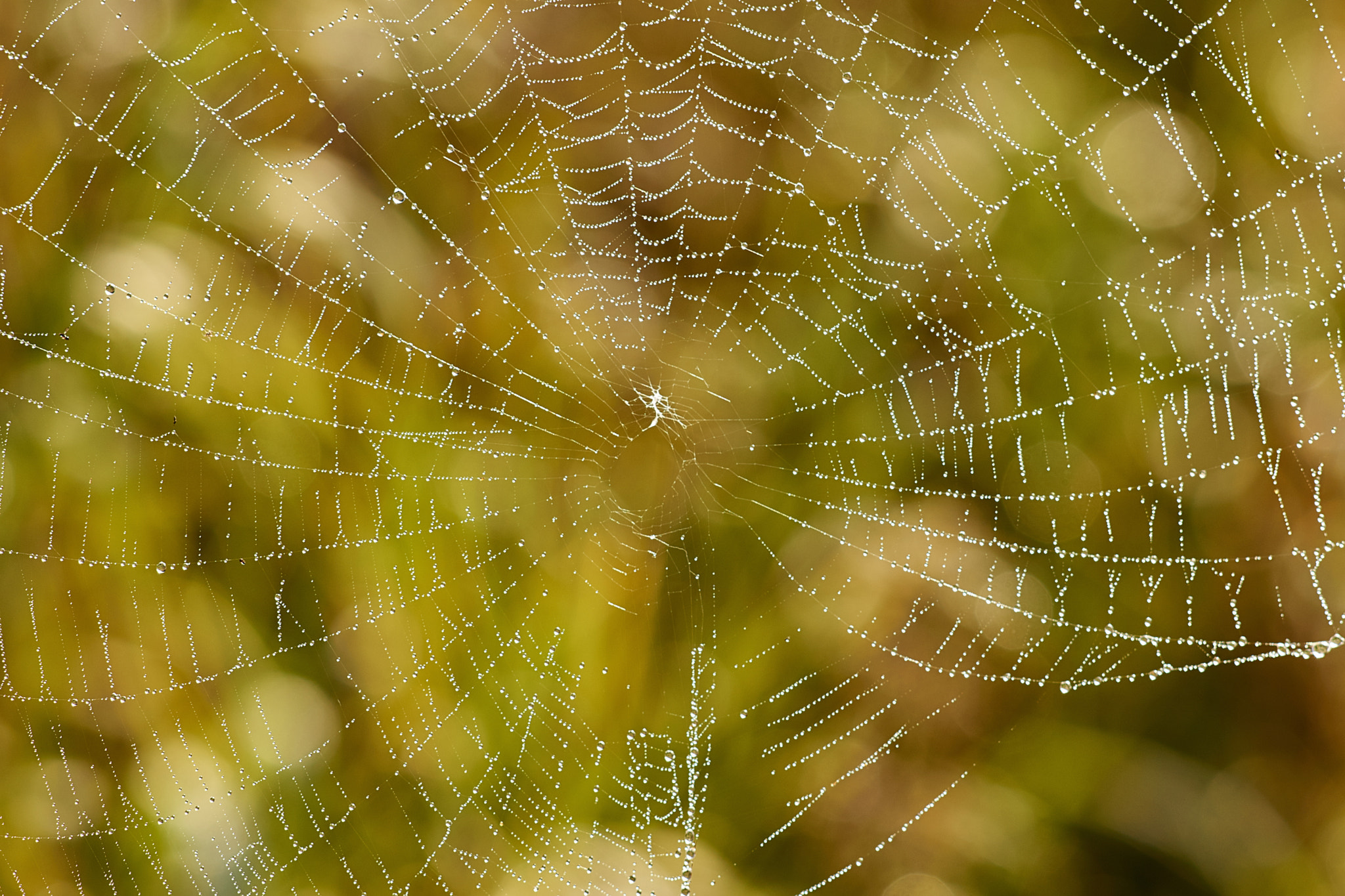 Sony Sonnar T* 135mm F1.8 ZA sample photo. Dsc photography