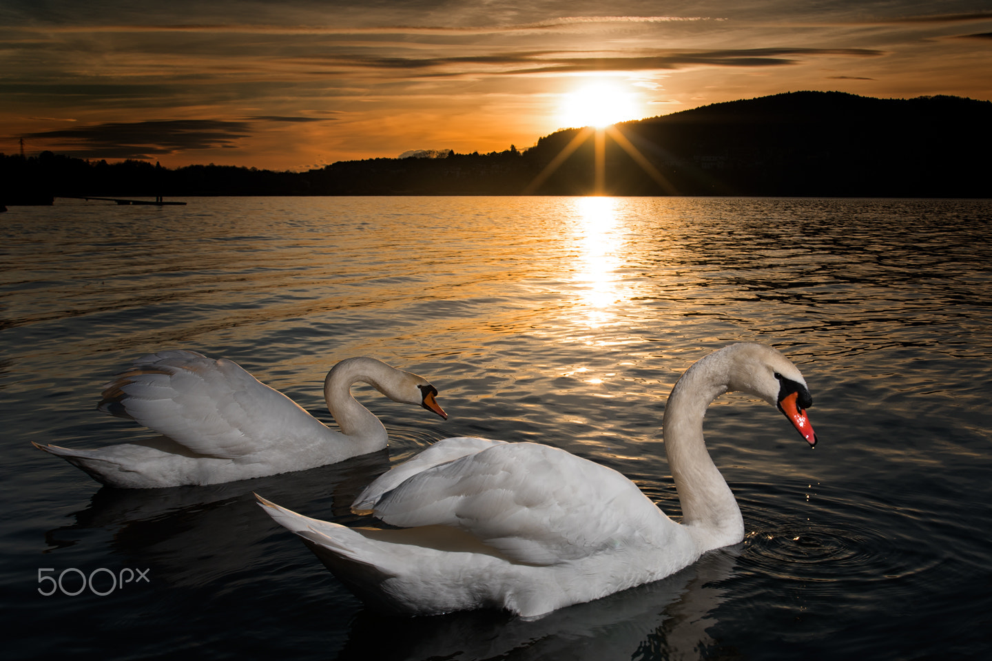 Nikon D750 + Sigma 17-35mm F2.8-4 EX Aspherical sample photo. Swans at sunset photography