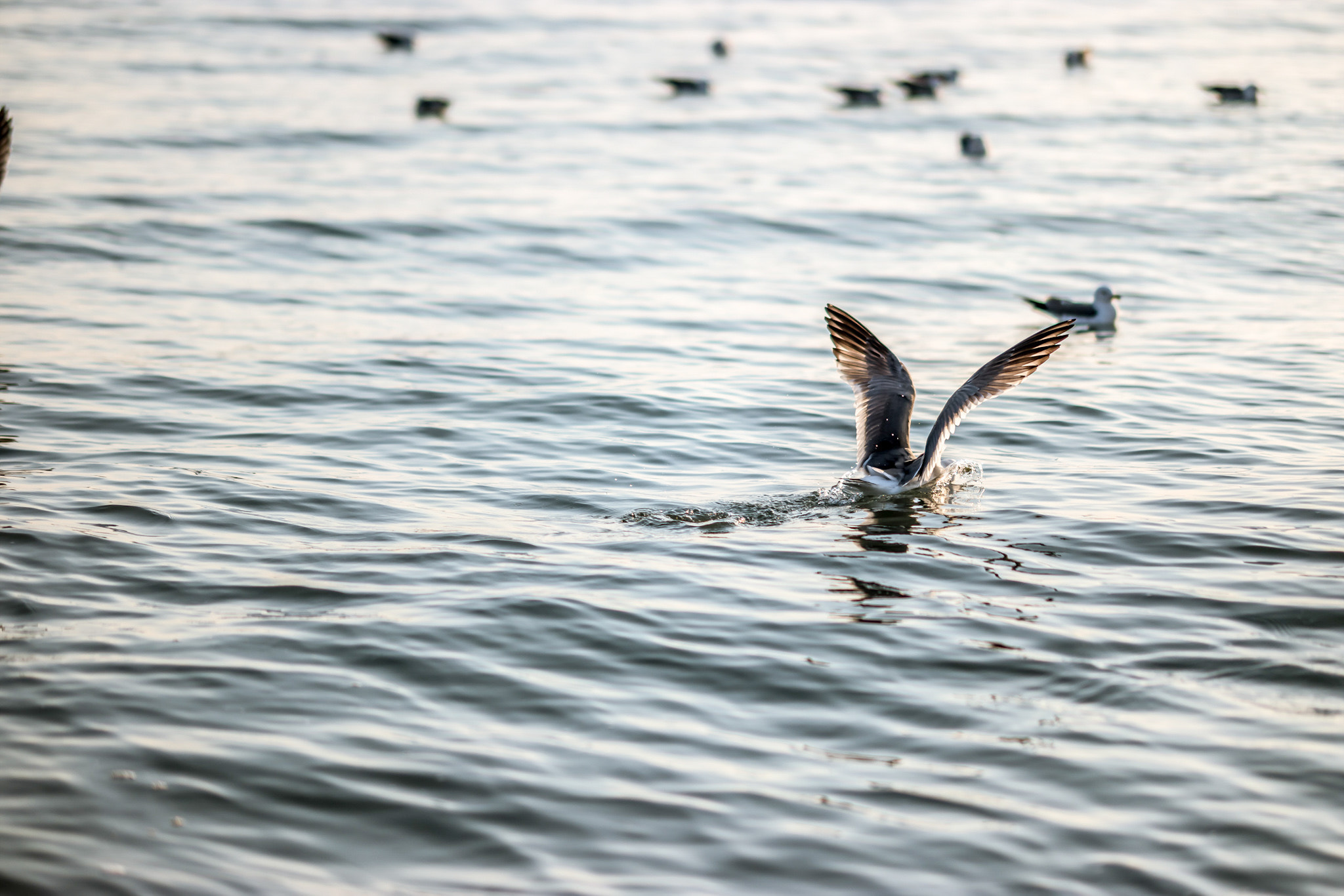 Samsung NX 85mm F1.4 ED SSA sample photo. Landing on the sea photography