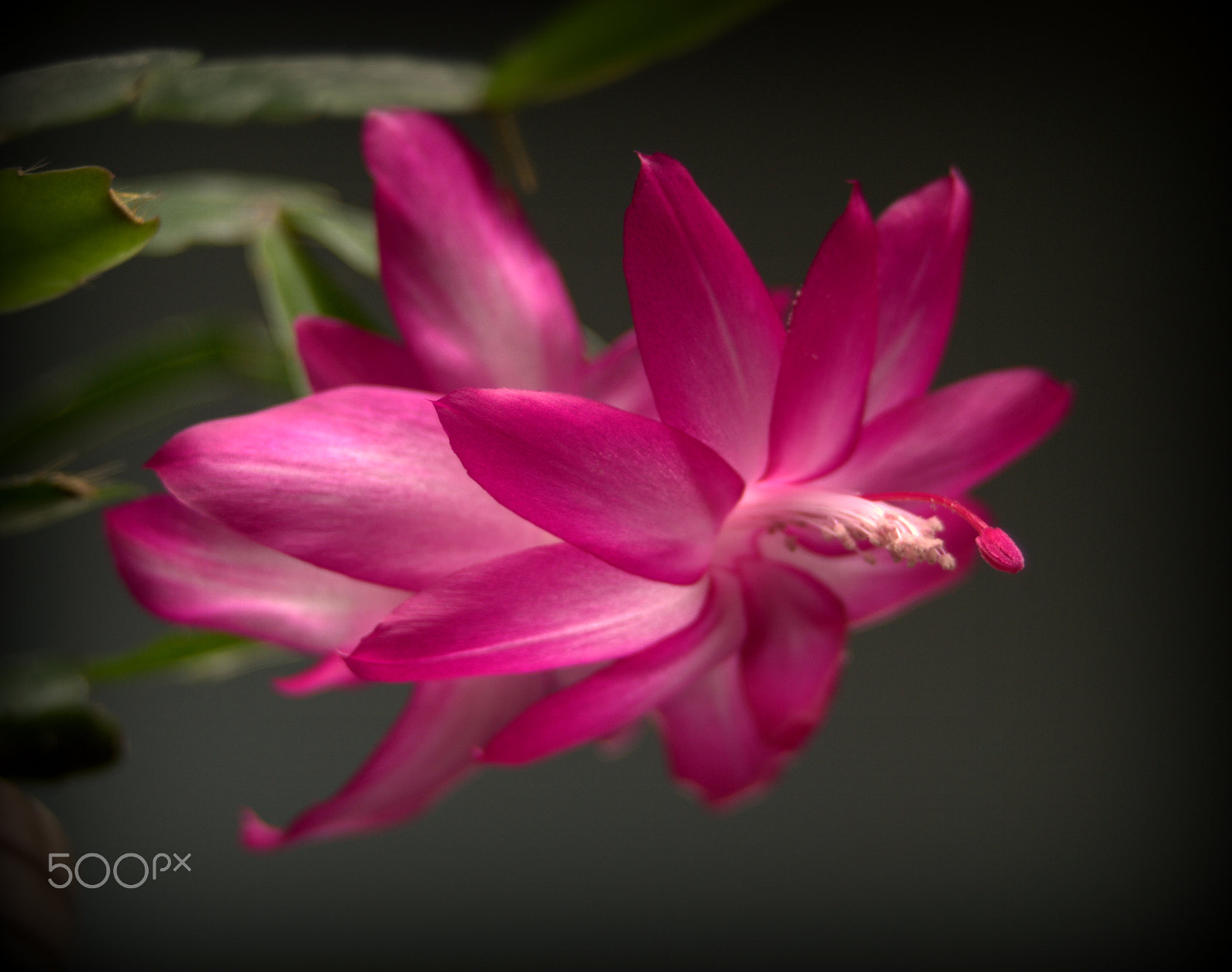 Nikon D3000 sample photo. Schlumbergera cactus flower photography