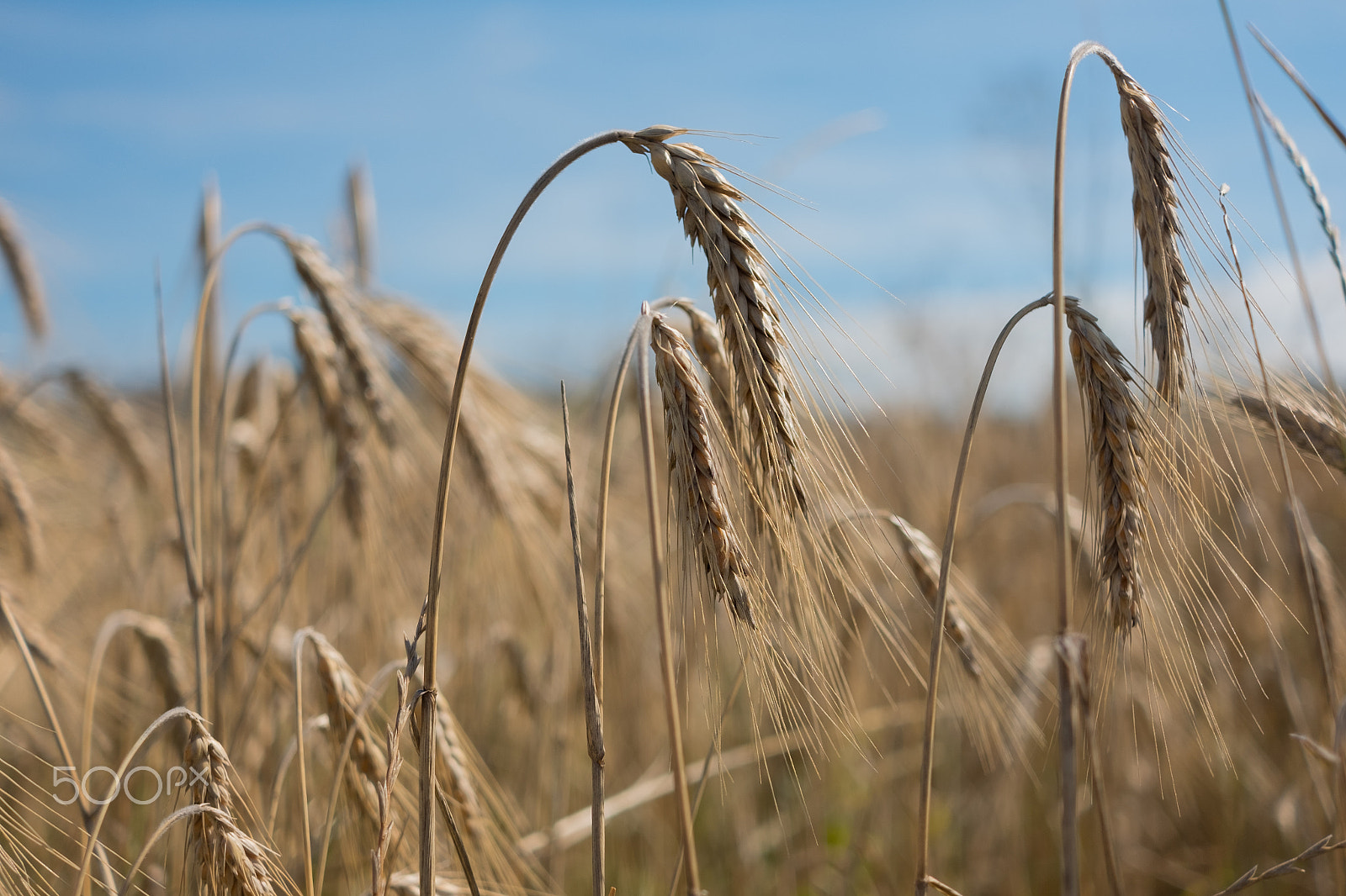 Fujifilm X-E2S + Fujifilm XF 27mm F2.8 sample photo. August wheat photography