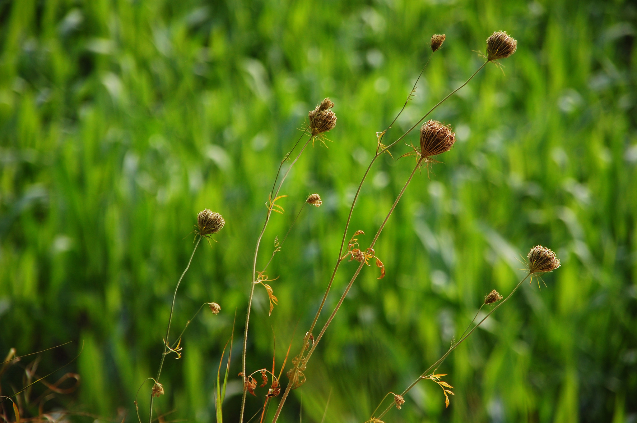 Nikon D40 + Sigma 18-200mm F3.5-6.3 DC sample photo. Together in the same direction photography