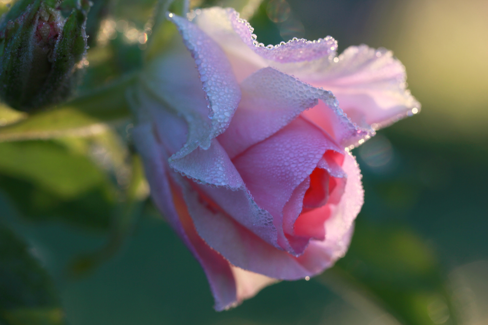 Canon EF-S 60mm F2.8 Macro USM sample photo. Img photography