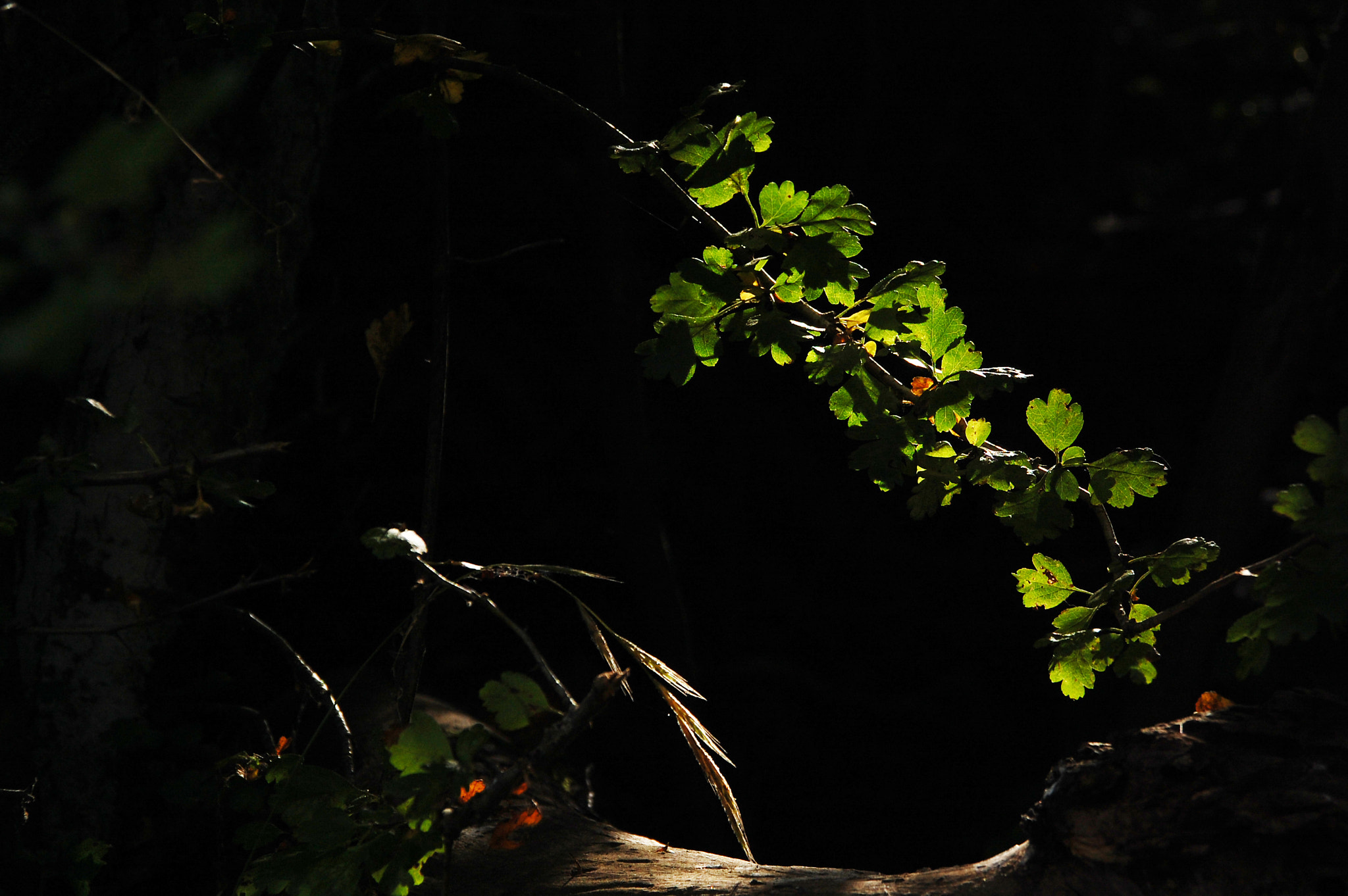 Nikon D40 + Sigma 18-200mm F3.5-6.3 DC sample photo. Sweet light photography