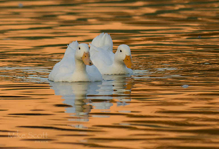 Nikon AF-S Nikkor 300mm F2.8G ED VR II sample photo. Golden hour photography