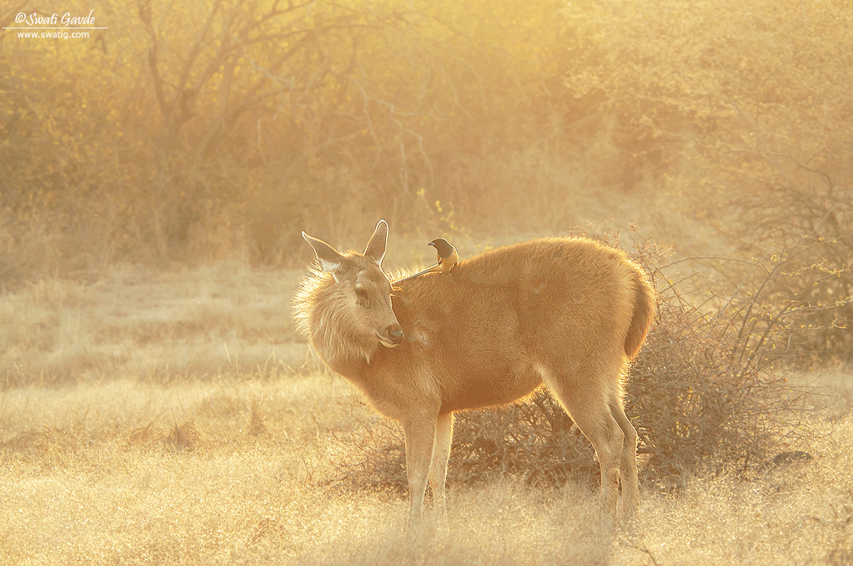 Nikon D300S sample photo. Look who is chatting! photography