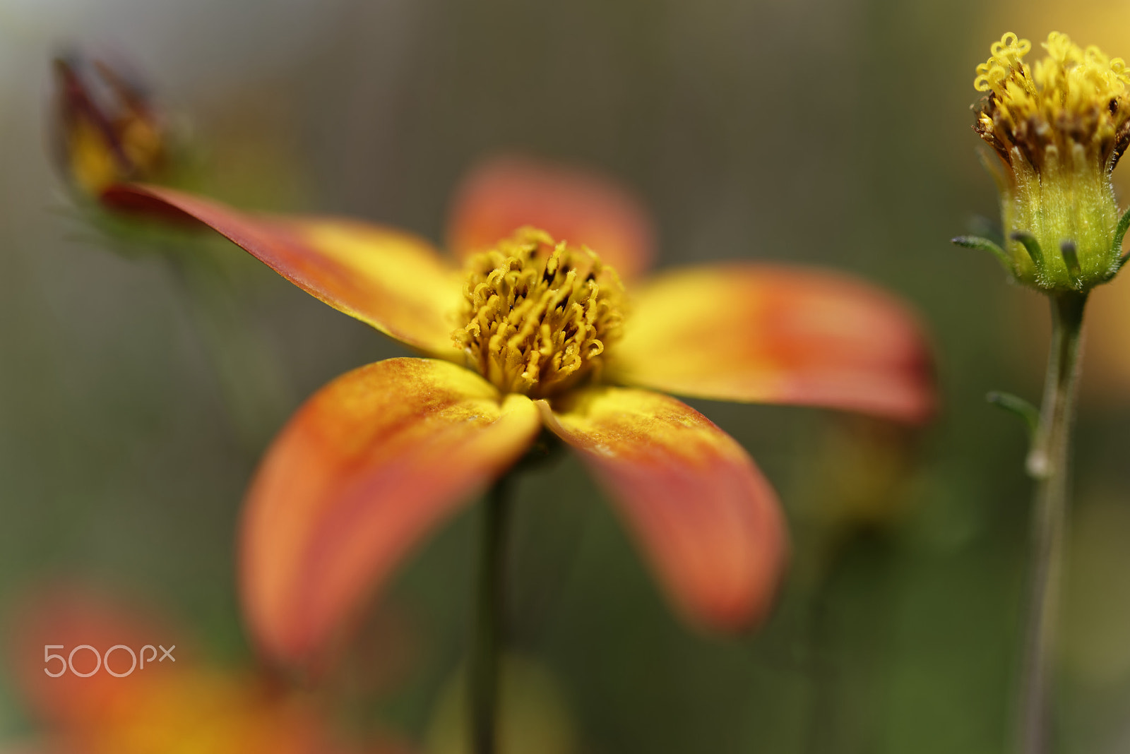 Nikon AF-S Micro-Nikkor 60mm F2.8G ED sample photo