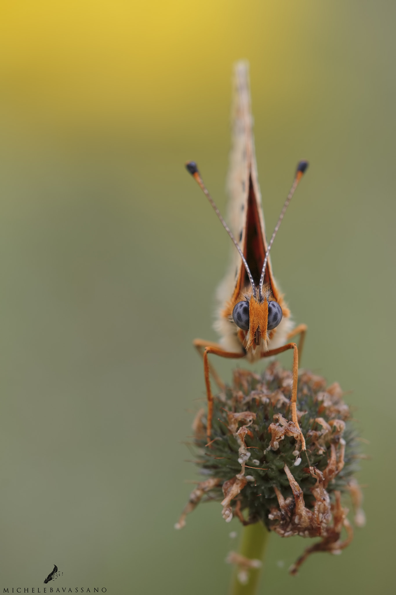 Sigma APO Macro 150mm f/2.8 EX DG HSM sample photo. Blue eyes photography