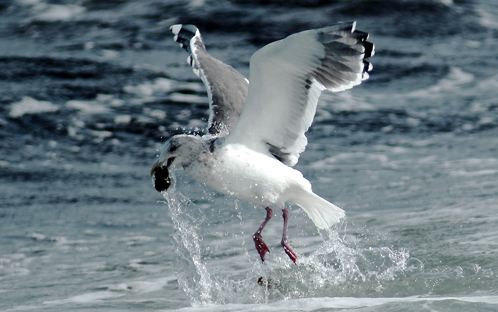 Canon EF 400mm f/2.8L + 1.4x sample photo