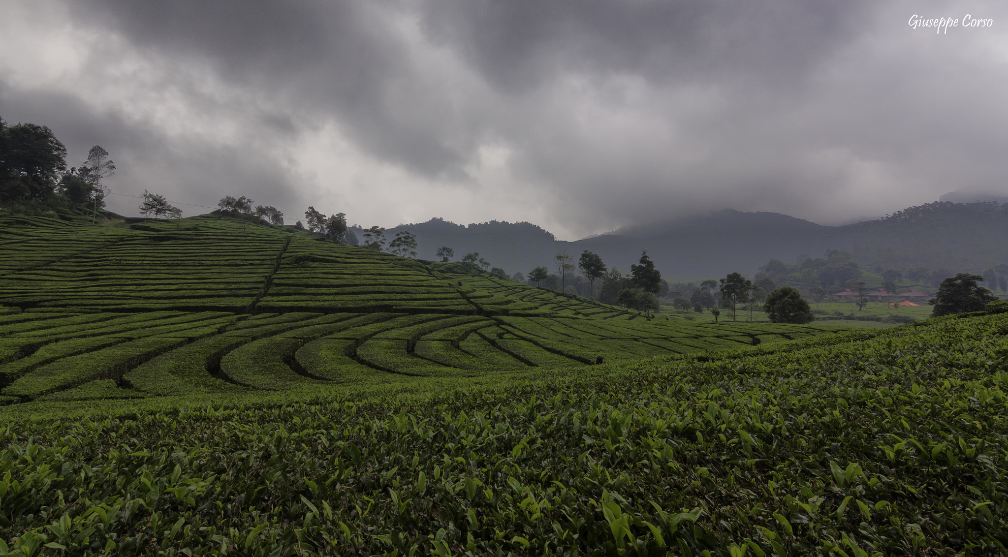 Canon EOS 450D (EOS Rebel XSi / EOS Kiss X2) sample photo. Green labyrinths in bandung photography