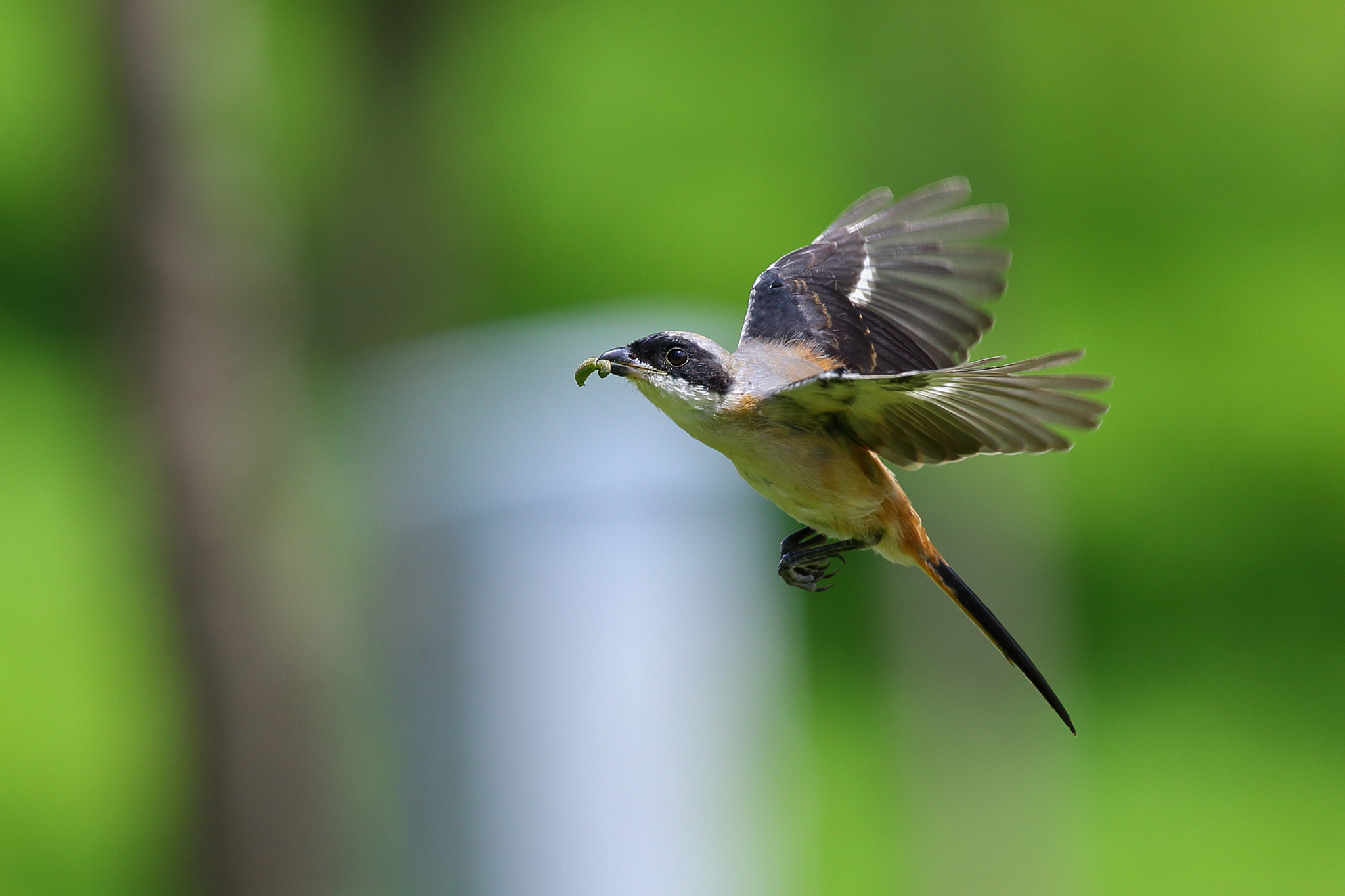 Canon EOS-1D X + Canon EF 300mm F2.8L IS II USM sample photo. Harvest photography