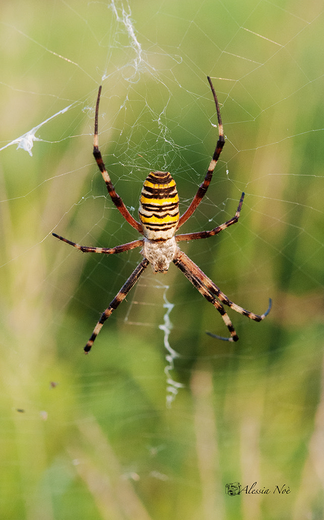 Nikon AF-S Micro-Nikkor 60mm F2.8G ED sample photo. Spider photography