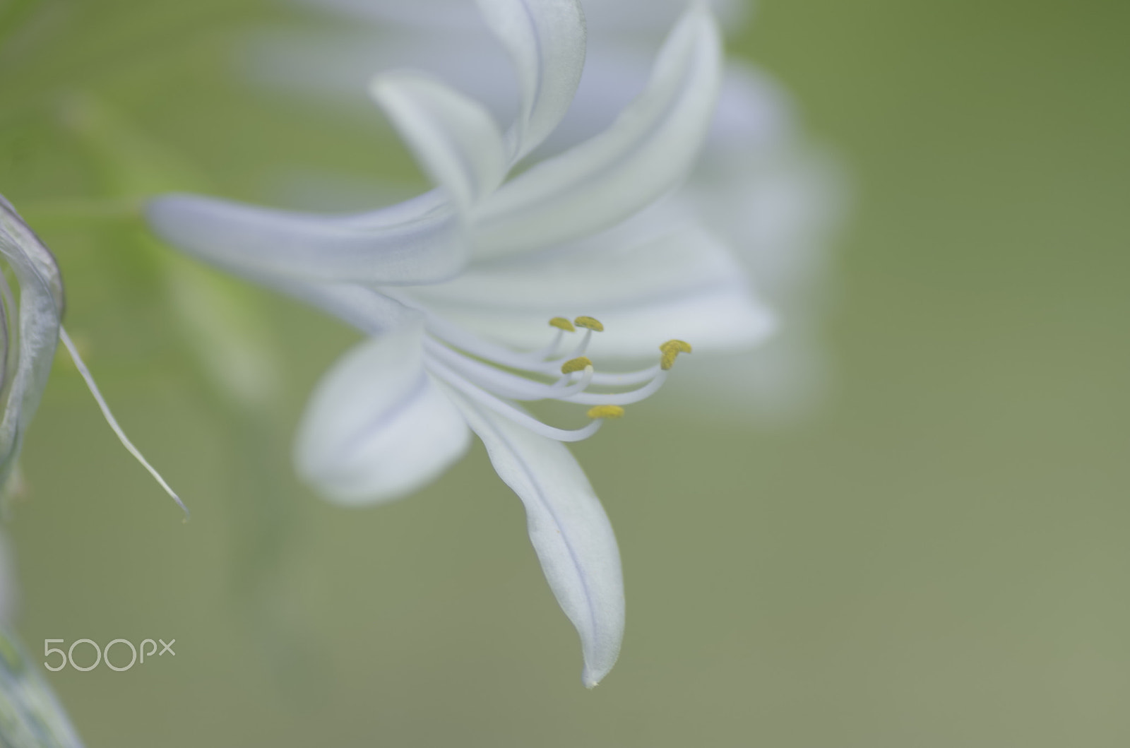 Pentax K-30 + Tamron SP AF 90mm F2.8 Di Macro sample photo. Fairy photography