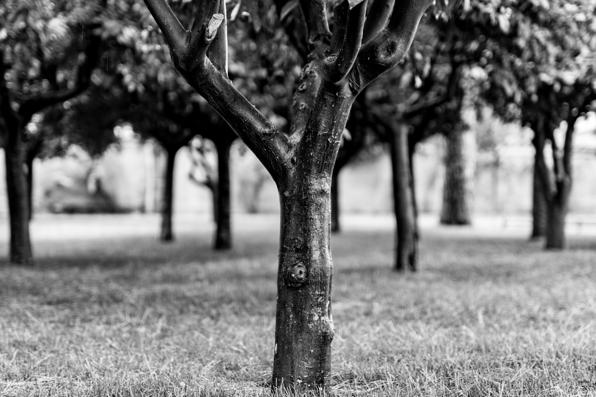 Sigma 50mm F1.4 EX DG HSM sample photo. Focus photography
