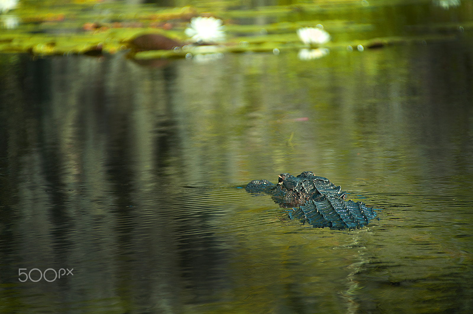 Nikon D5000 + Sigma 28-300mm F3.5-6.3 DG Macro sample photo. Wild alligator photography