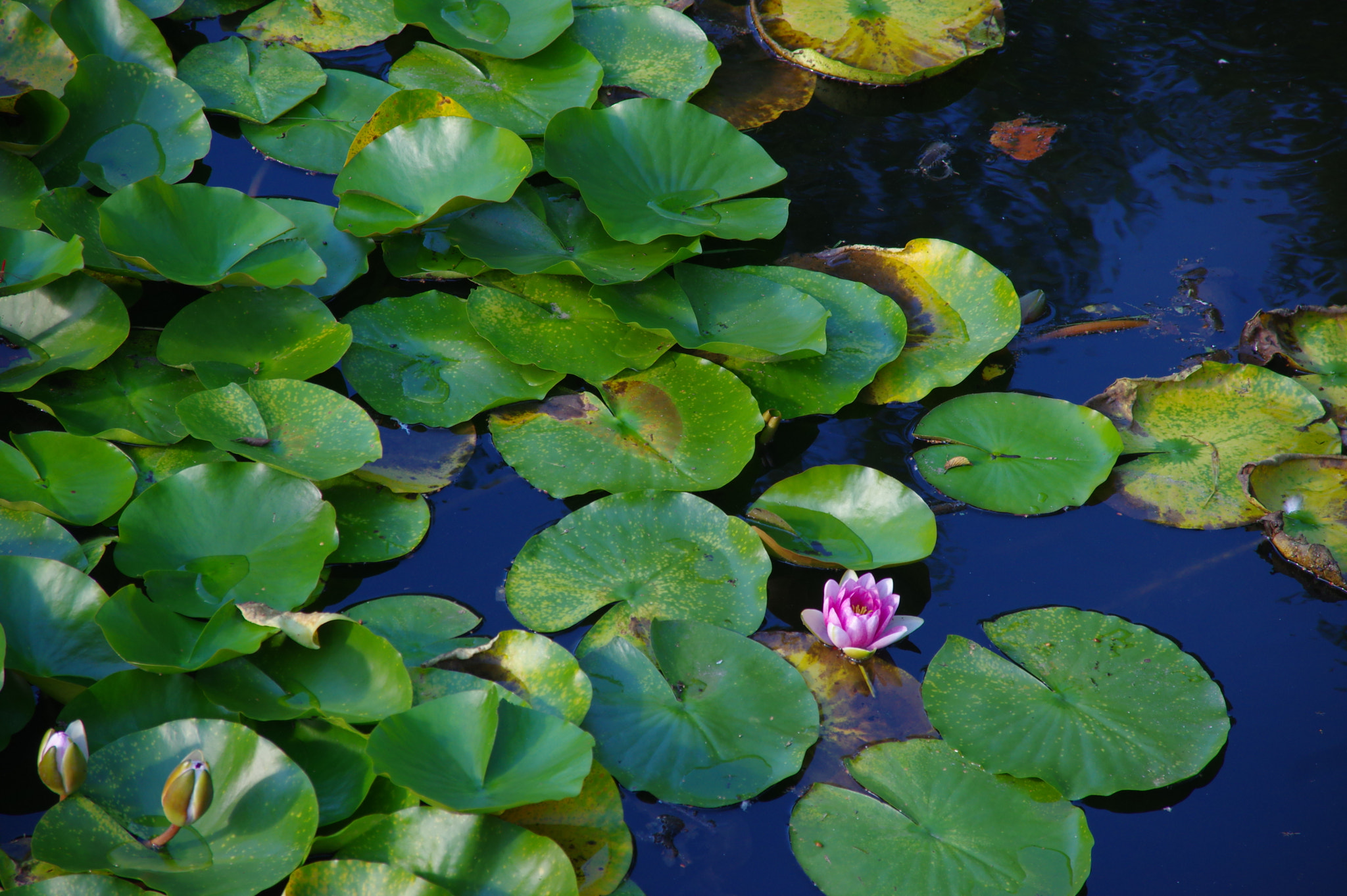 Sigma 18-125mm F3.8-5.6 DC HSM sample photo. 蓮 photography