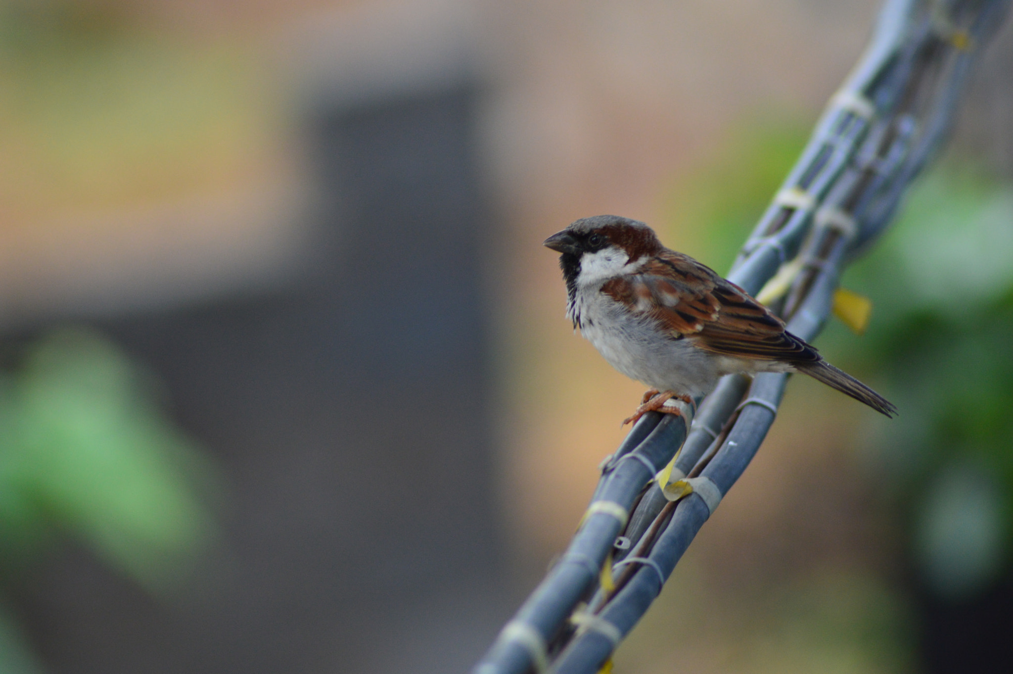 Nikon AF Nikkor 70-300mm F4-5.6G sample photo. Bird photography
