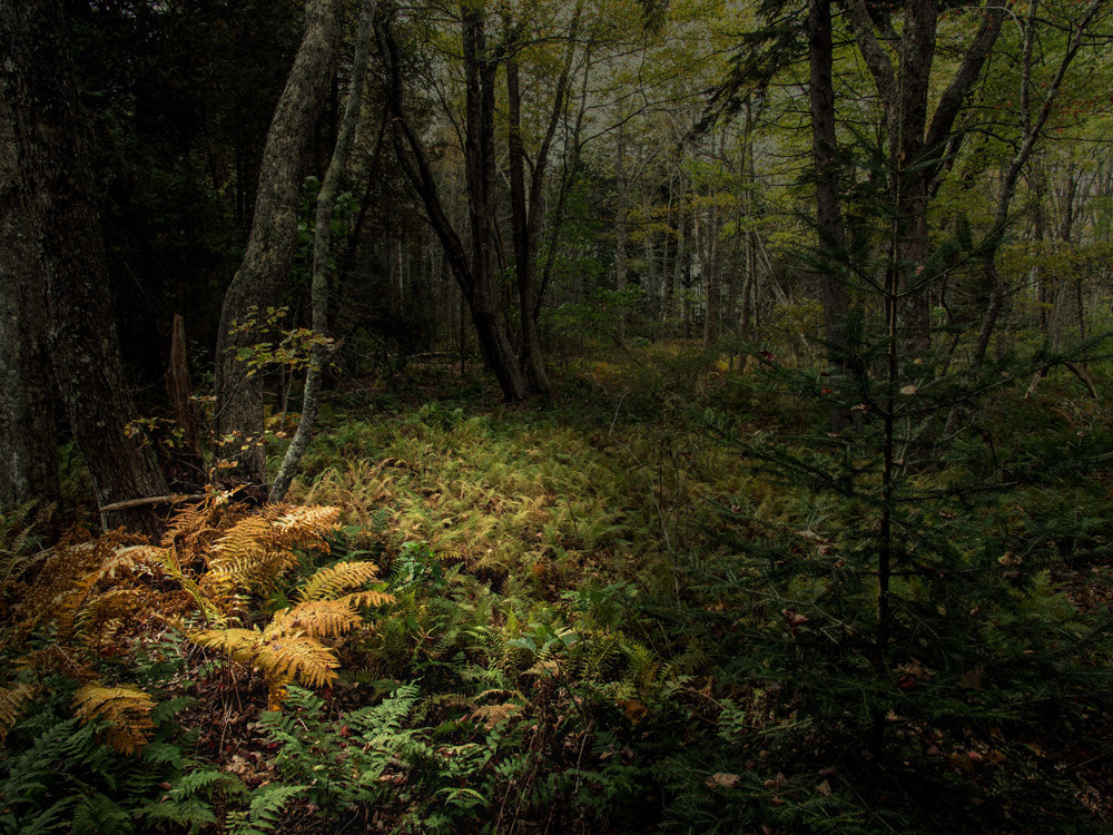 Panasonic Lumix G X Vario 12-35mm F2.8 ASPH Power OIS sample photo. The sound of silence photography