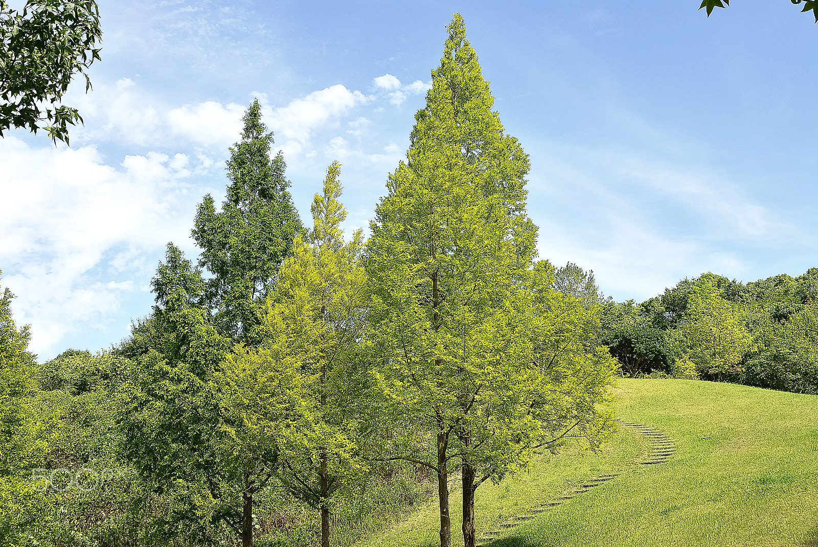 Nikon D200 sample photo. Clear sky, pure extend tree photography
