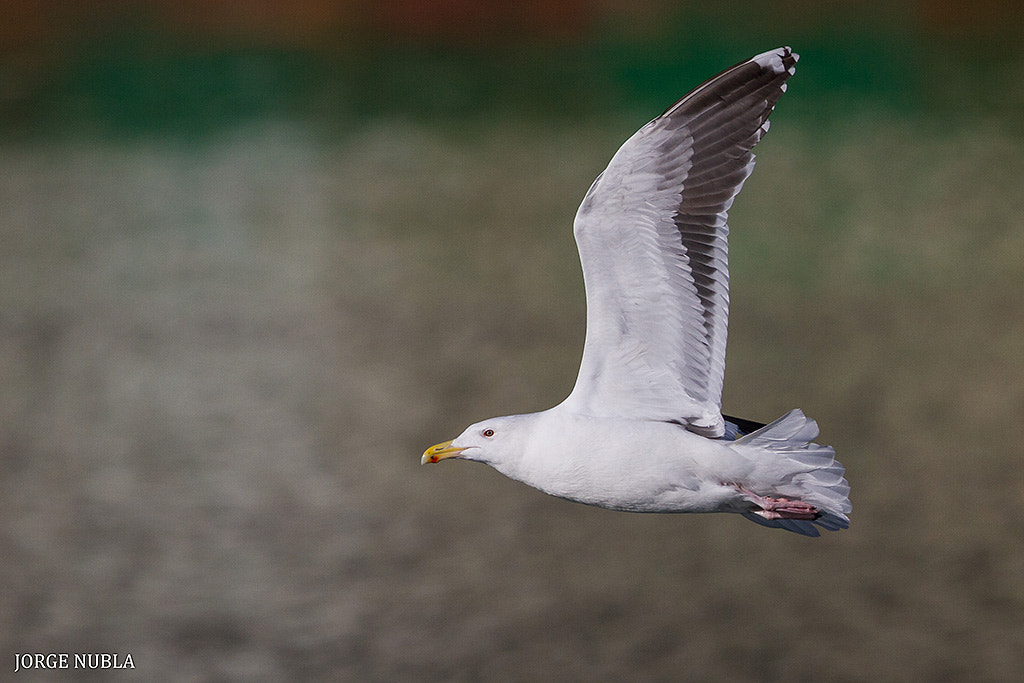 Canon EF 500mm F4L IS II USM sample photo. Gavión atlántico (larus marinus). photography