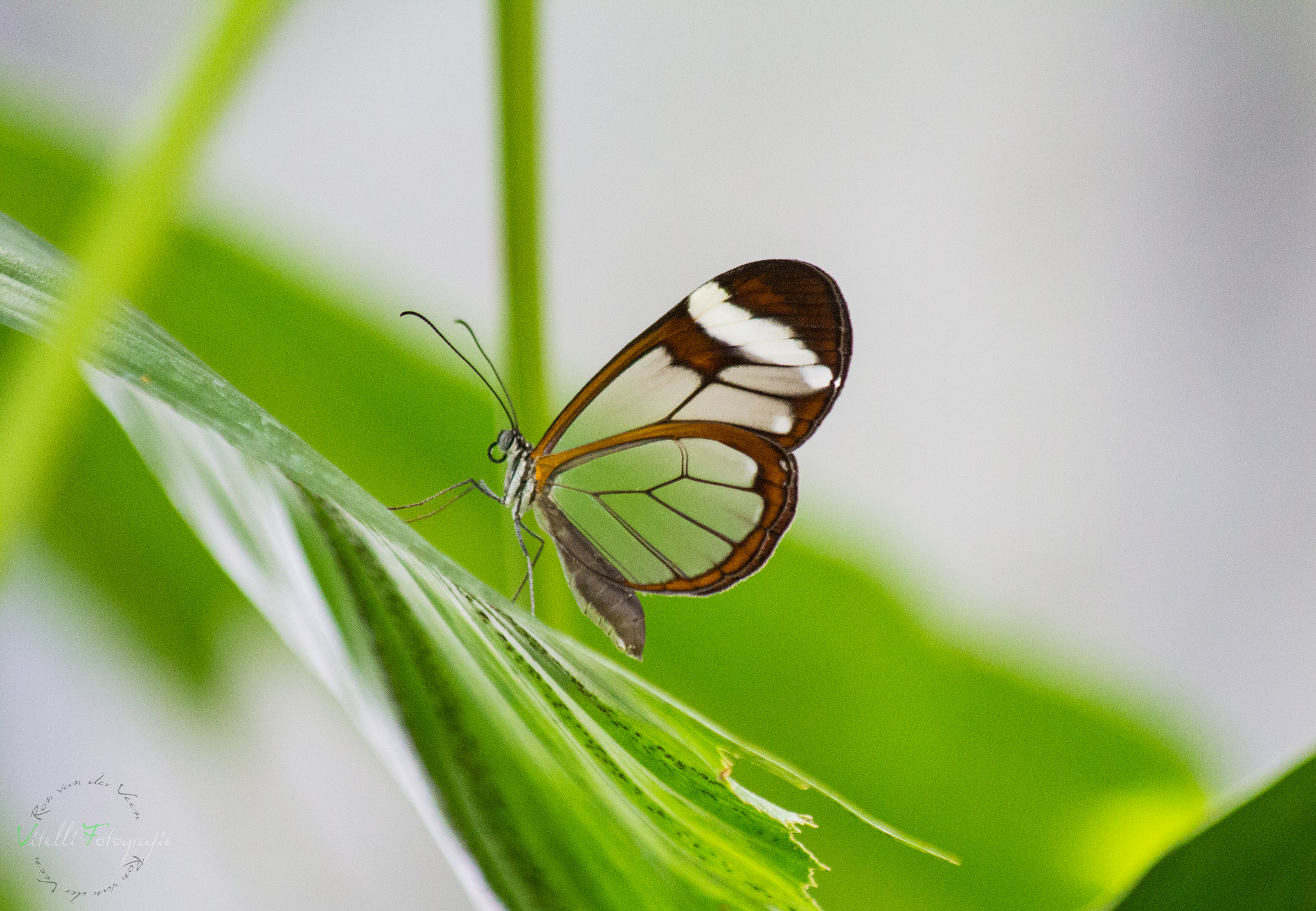 Canon EF 70-300mm F4-5.6 IS USM sample photo. Butterfly with transparent wings photography