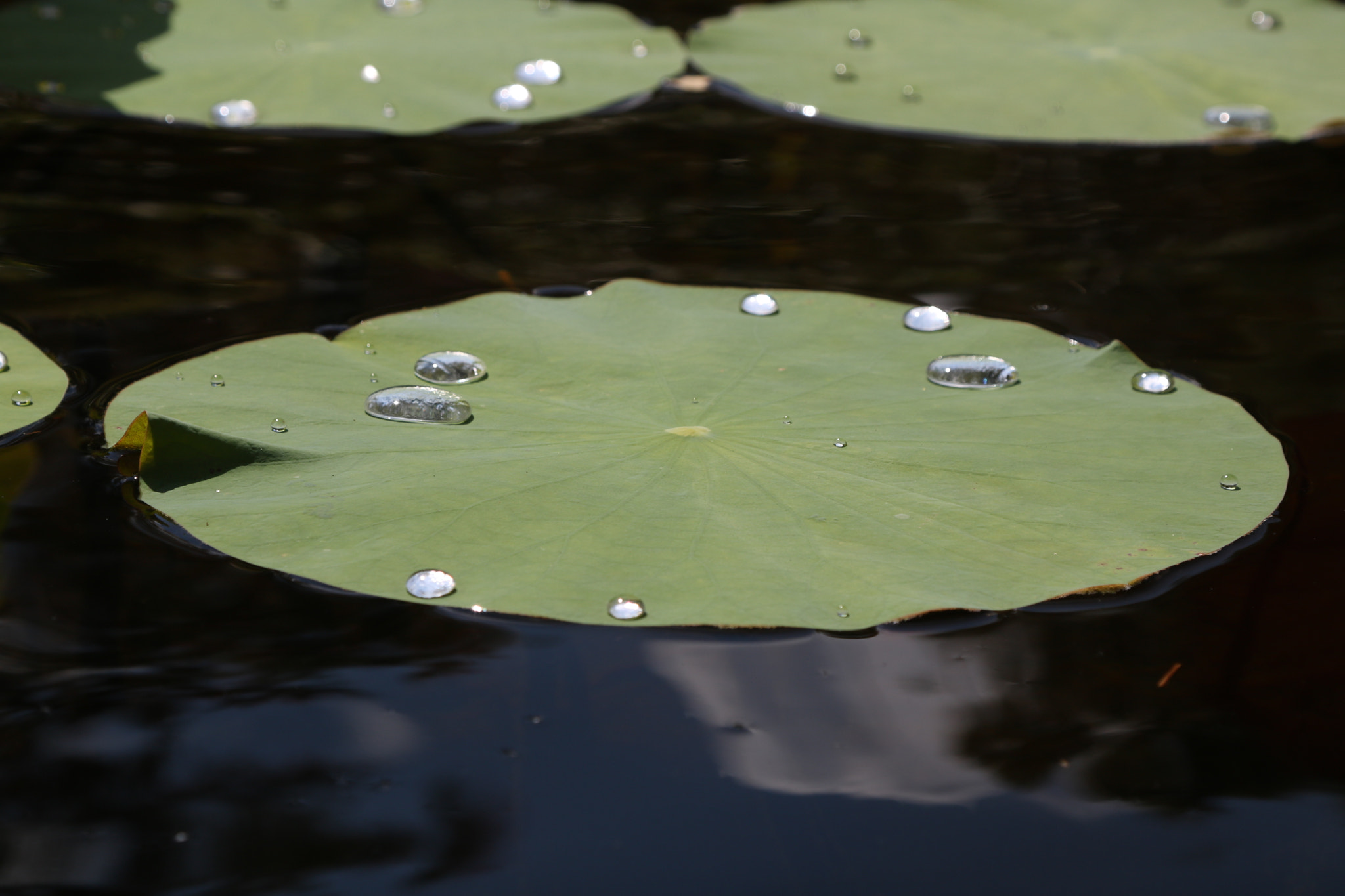 Canon EOS 760D (EOS Rebel T6s / EOS 8000D) sample photo. Droplet island photography