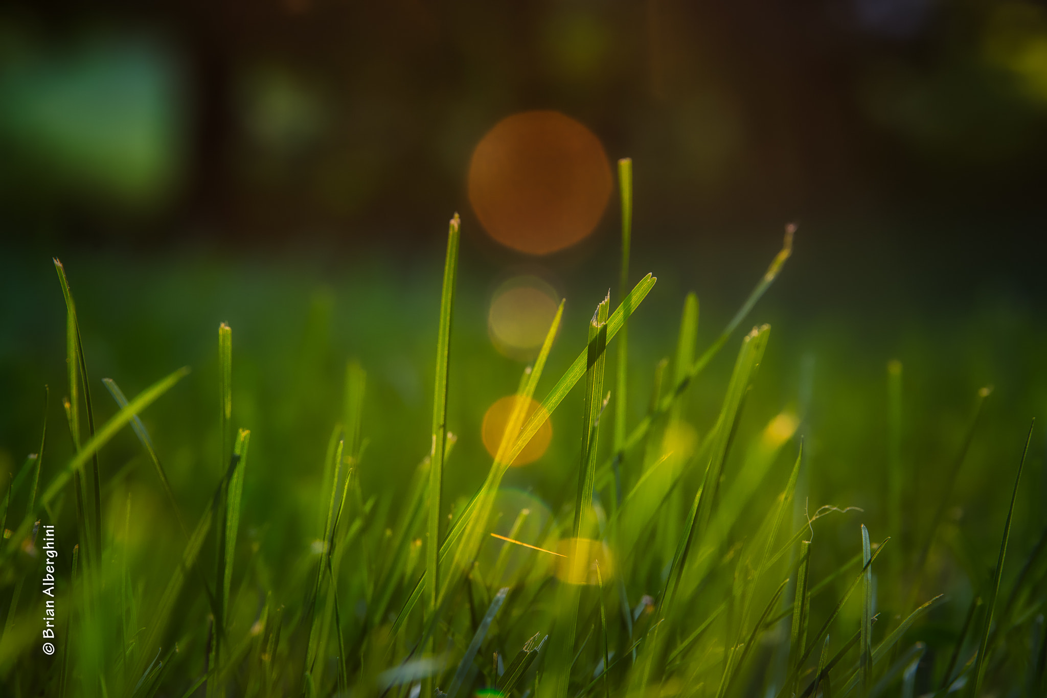 Nikon D7100 + Sigma 24-105mm F4 DG OS HSM Art sample photo. Bokeh bubbles photography