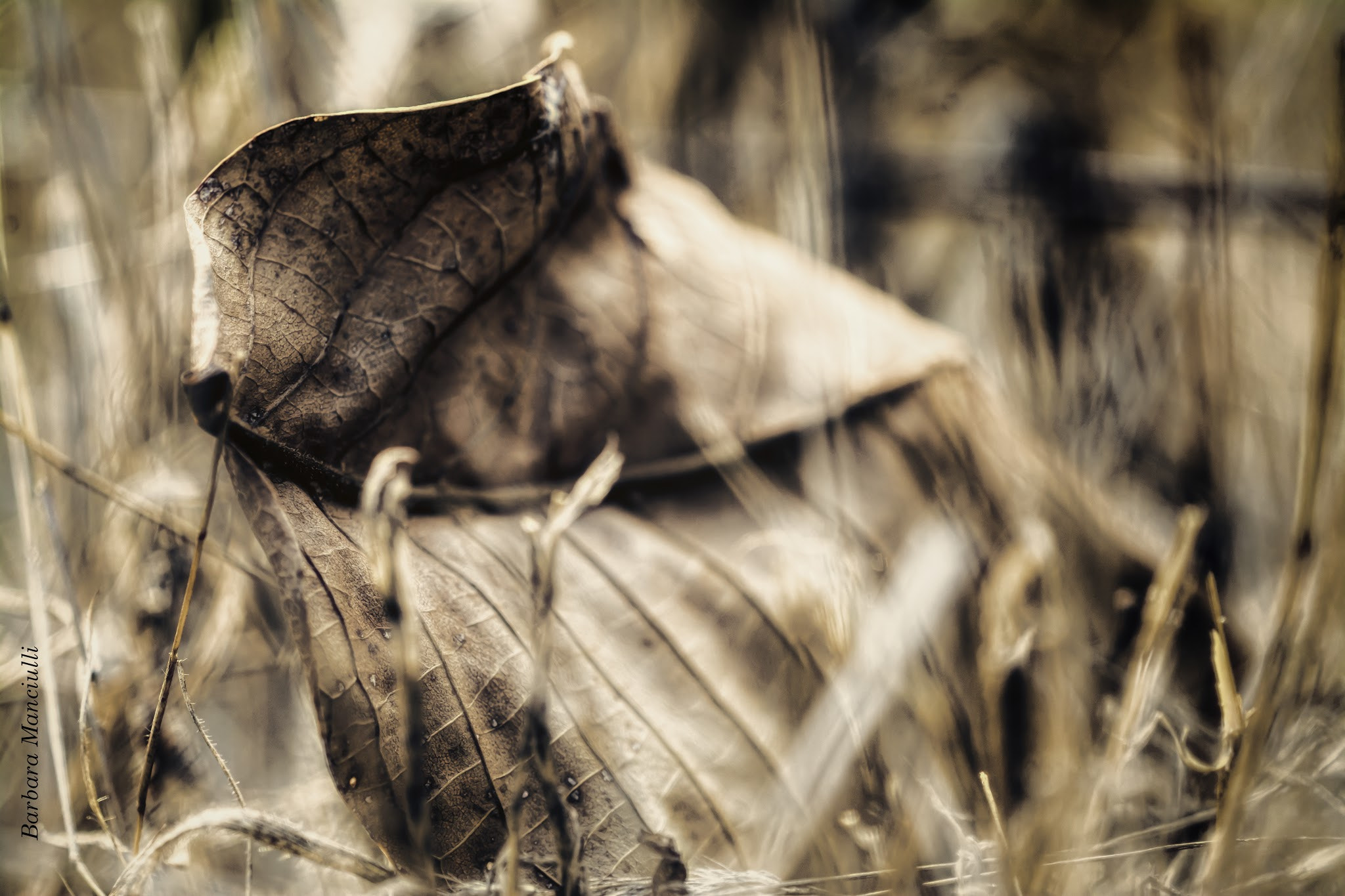 Sigma 150mm F2.8 EX DG OS Macro HSM sample photo. Foglia  photography
