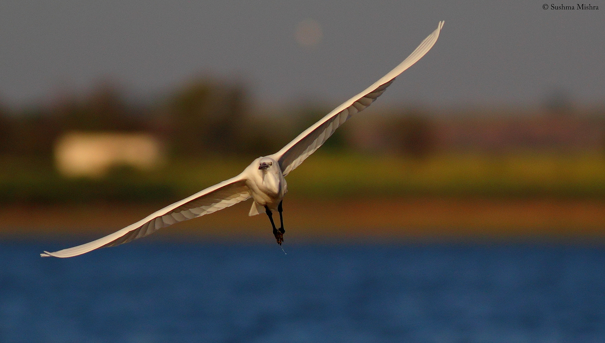 Canon EOS 600D (Rebel EOS T3i / EOS Kiss X5) + Canon EF 400mm F5.6L USM sample photo. Flying off! photography