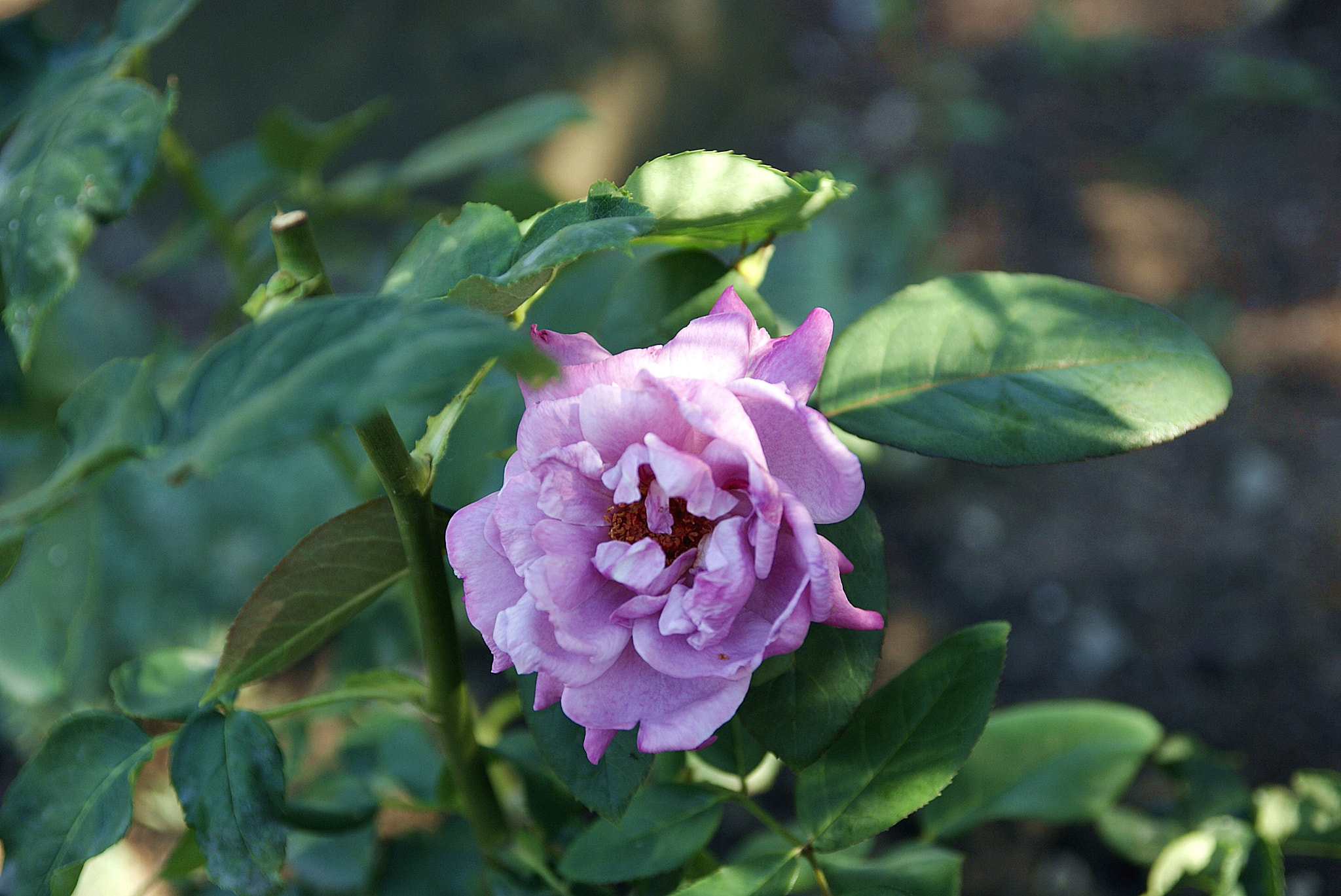 Sigma 17-70mm F2.8-4 DC Macro HSM sample photo. Sony dsc photography