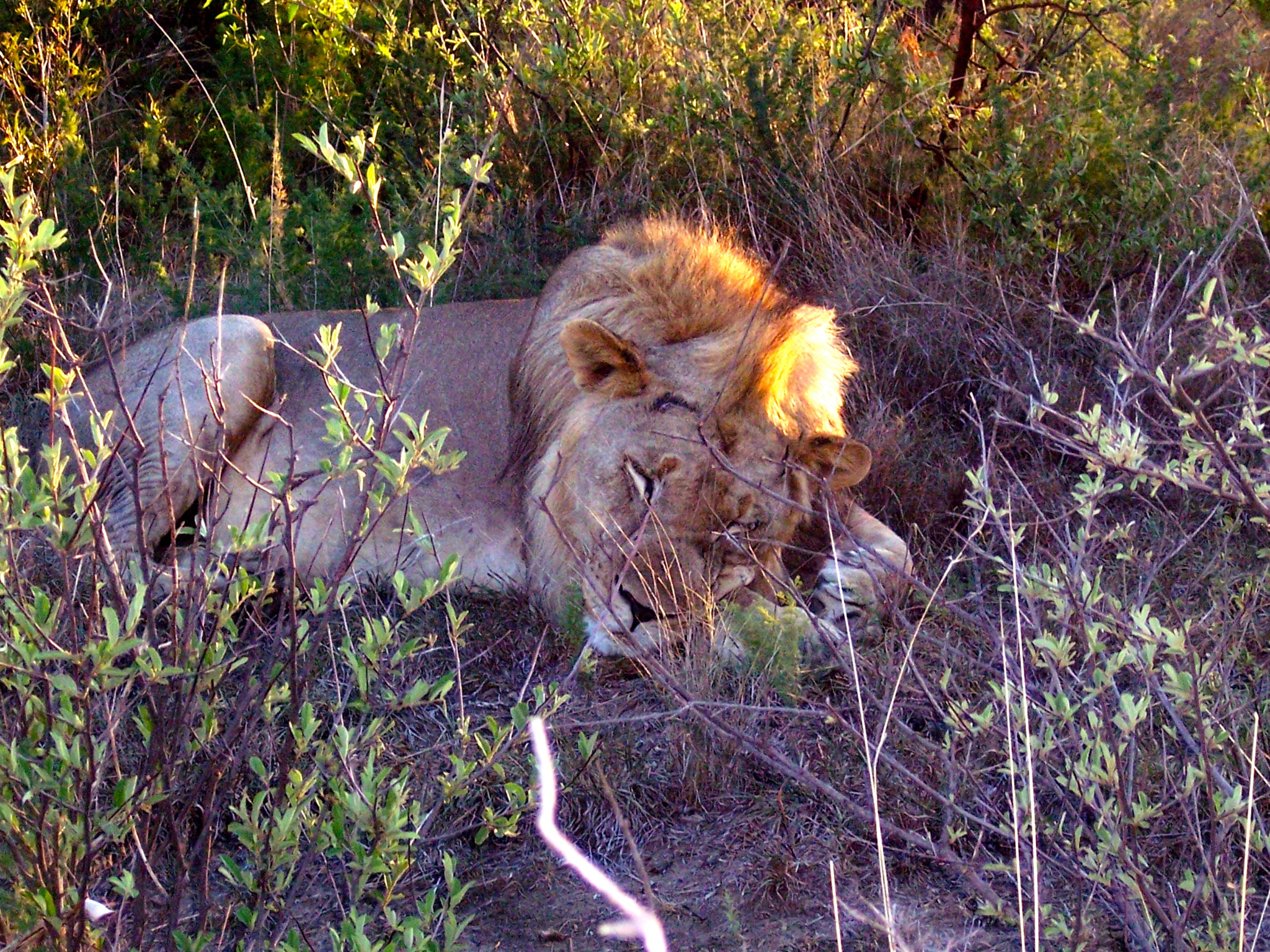 Kodak DX7630 ZOOM DIGITAL CAMERA sample photo. Madikwa game preserve in south africa photography