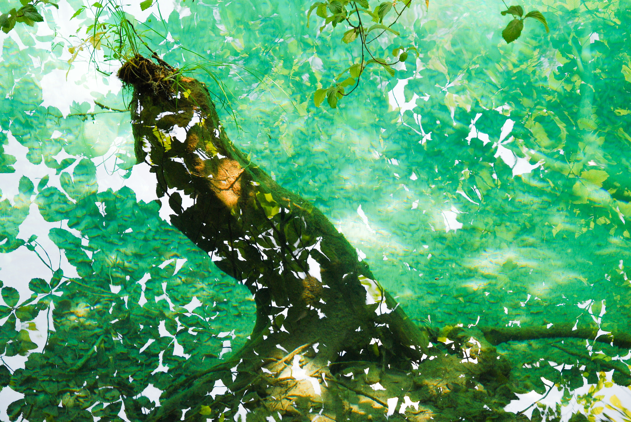Nikon D40X sample photo. Underwater photography