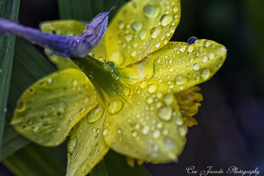 Tamron SP AF 90mm F2.8 Di Macro sample photo. Después de la lluvia photography