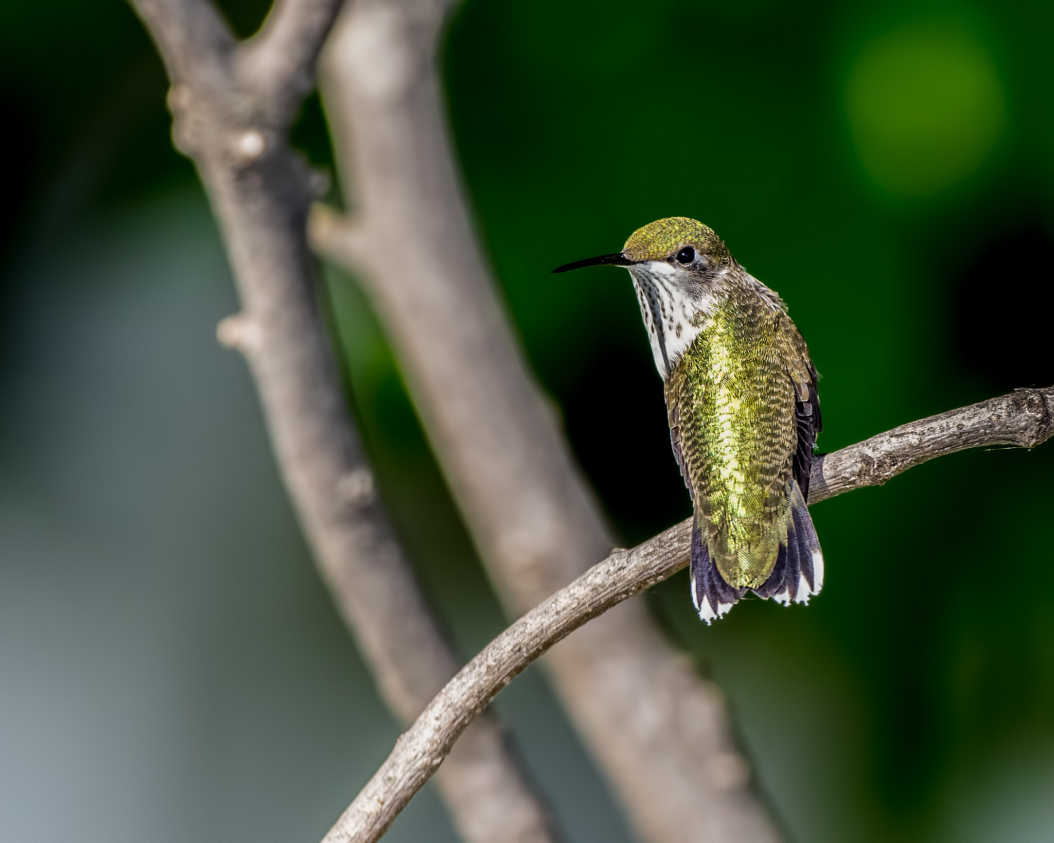Nikon AF-S Nikkor 500mm F4D ED-IF II sample photo. Just checking photography