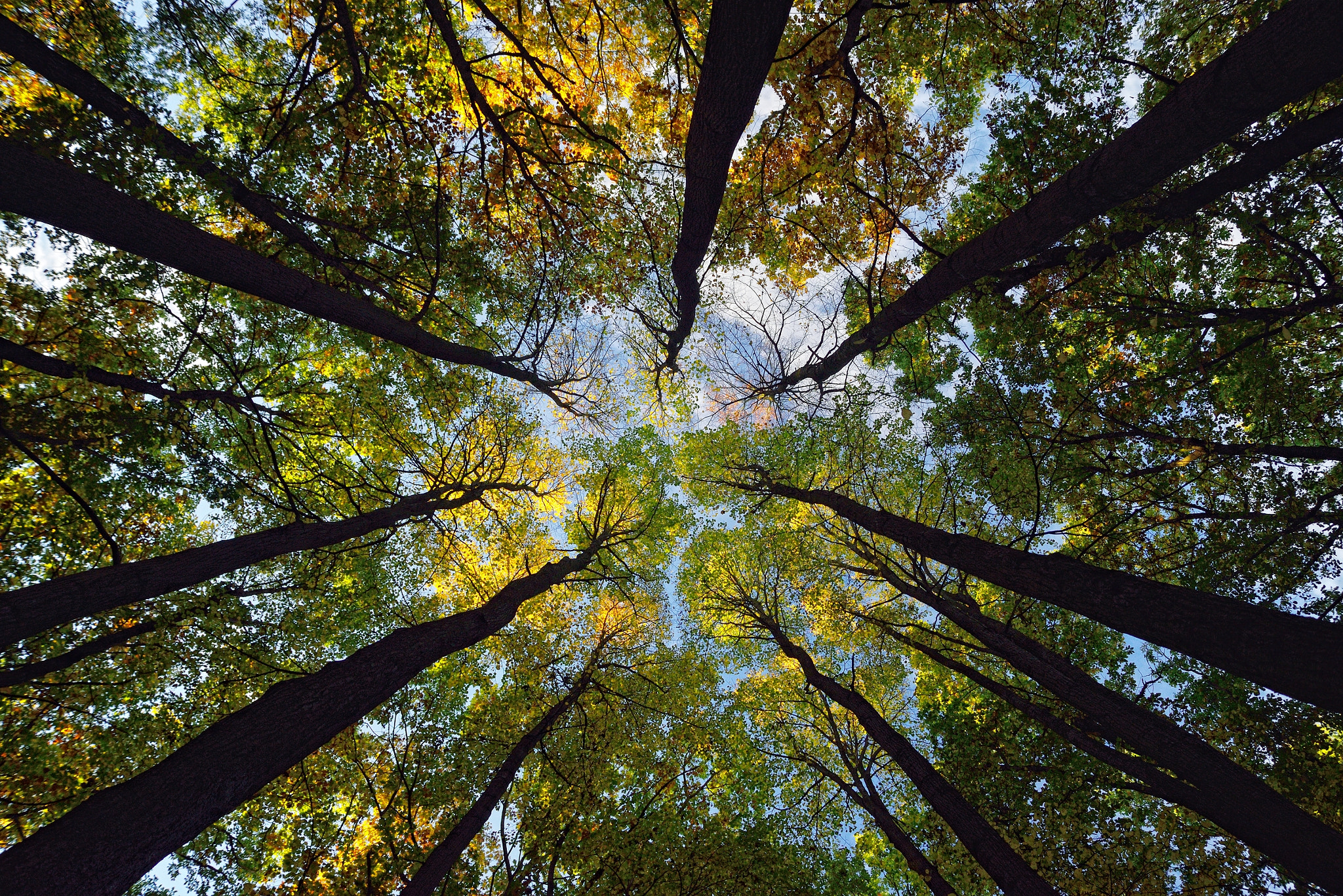 Nikon D600 + Sigma 24-70mm F2.8 EX DG Macro sample photo. The treetops photography