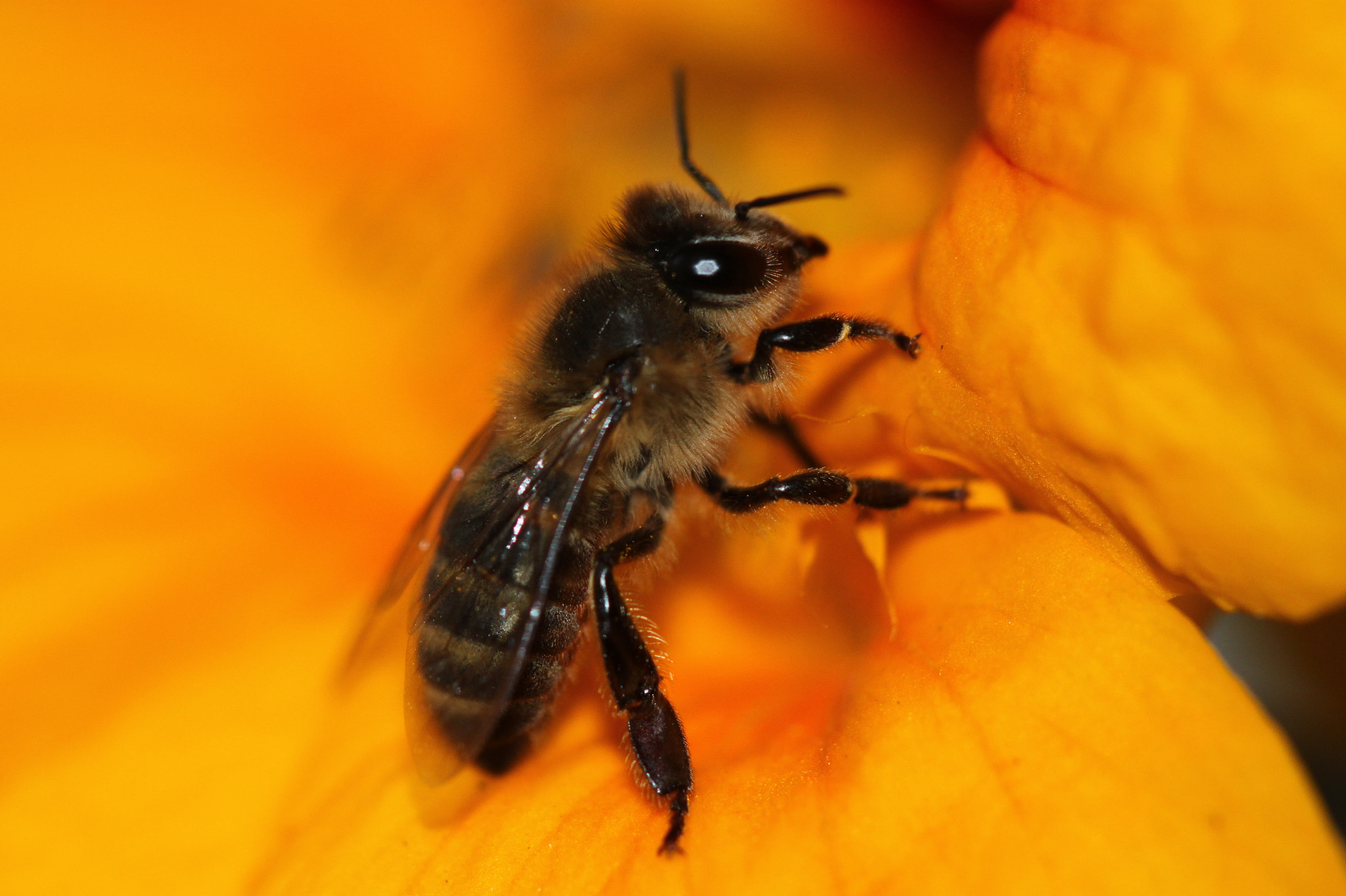 Canon EF 100mm F2.8 Macro USM sample photo. Img photography