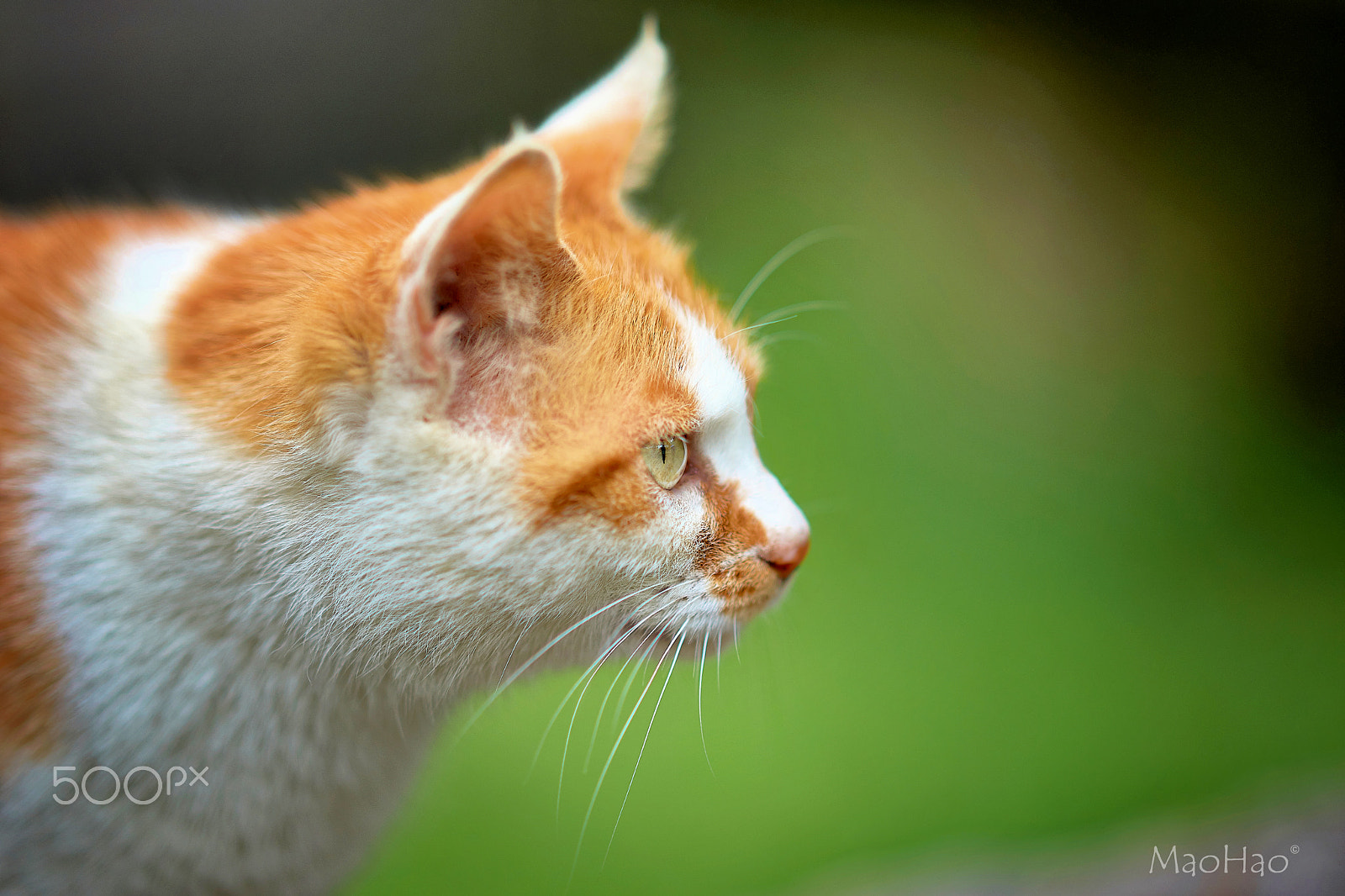 Sony a99 II sample photo. Yellow and white fox photography