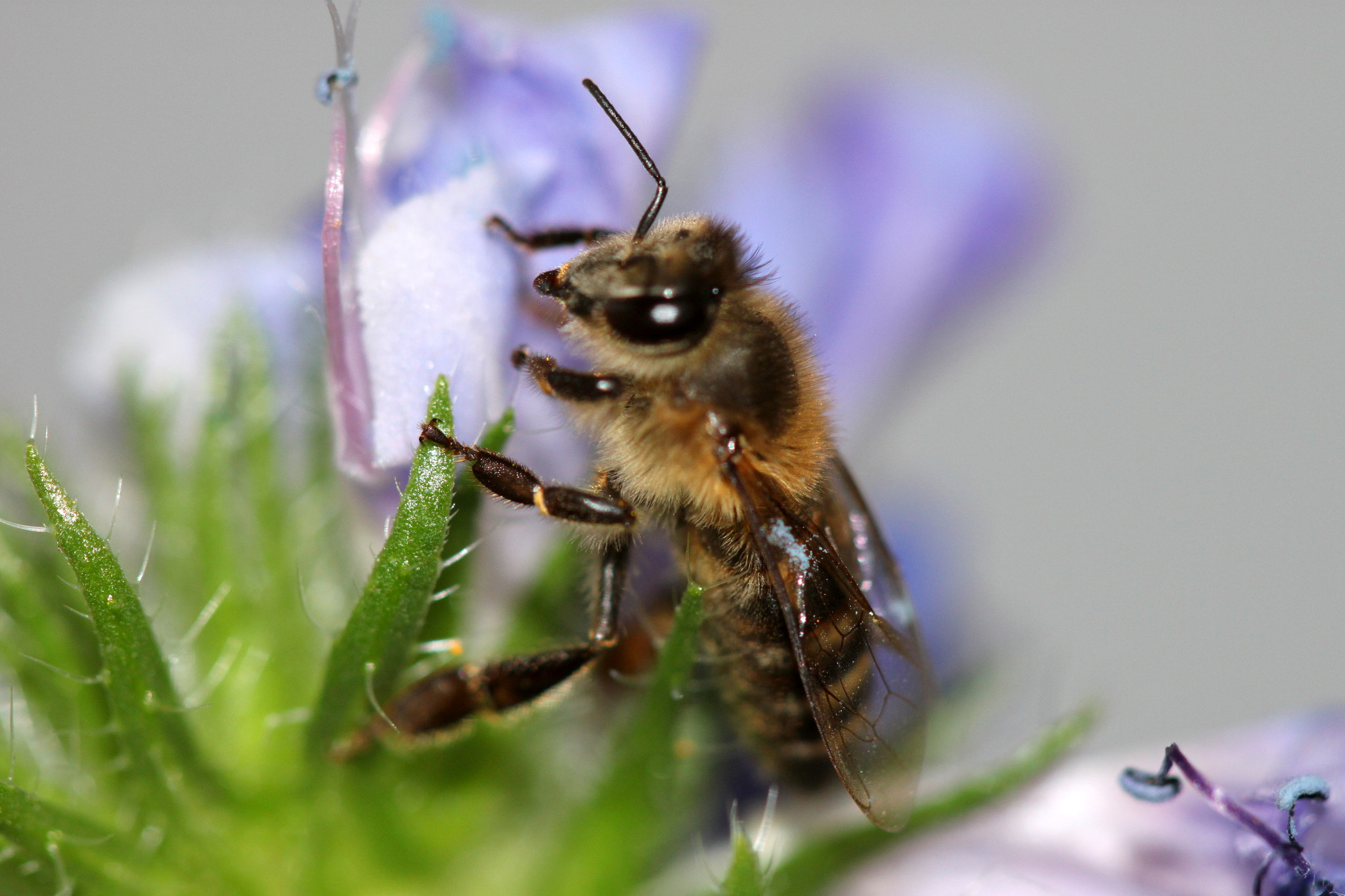 Canon EF 100mm F2.8 Macro USM sample photo. Img photography