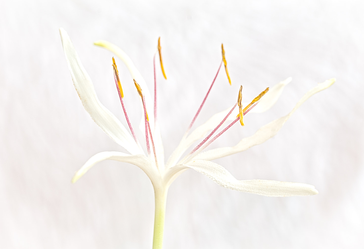 Nikon D40X sample photo. Lily photography