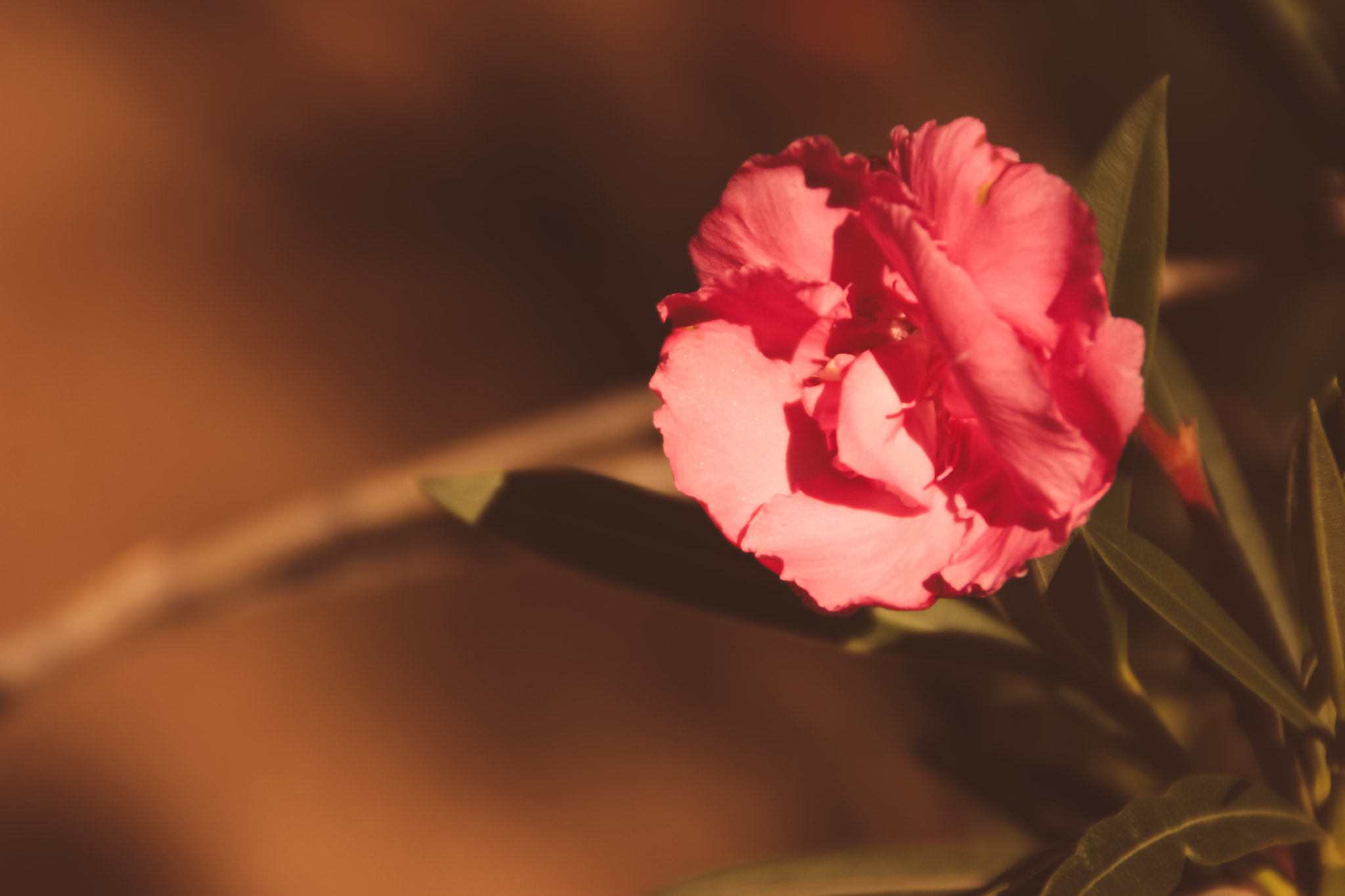 Canon EOS 450D (EOS Rebel XSi / EOS Kiss X2) sample photo. The beauty of simple things #3 photography