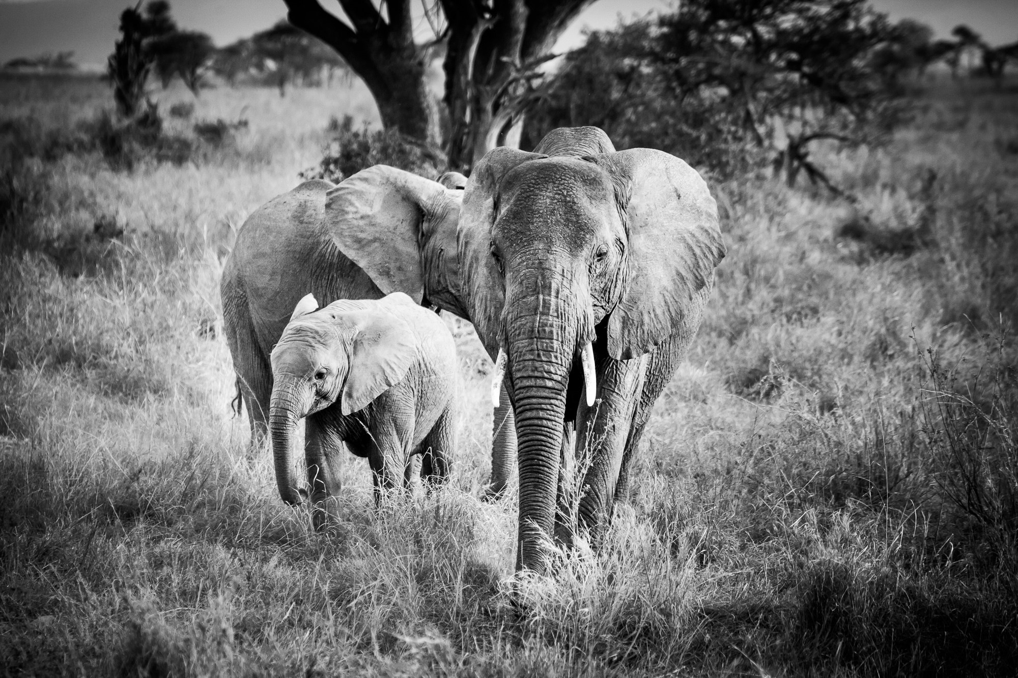 Canon EOS 5D Mark II + Canon EF 70-200mm F2.8L IS USM sample photo. Elephant family photography