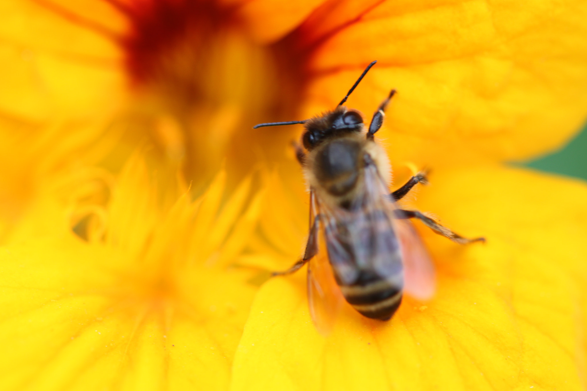 Canon EF 100mm F2.8 Macro USM sample photo. Img photography