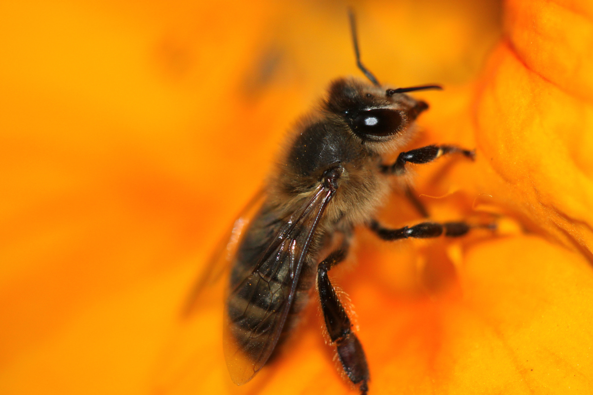 Canon EF 100mm F2.8 Macro USM sample photo. Img photography