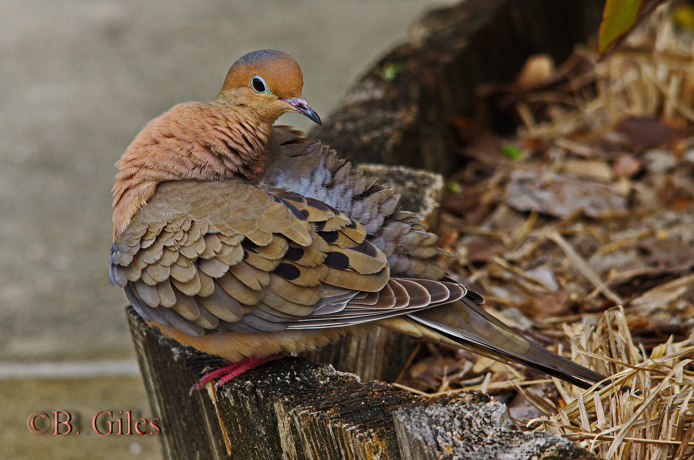 Sigma 150-500mm F5-6.3 DG OS HSM sample photo. Excuse me while i freshen up photography