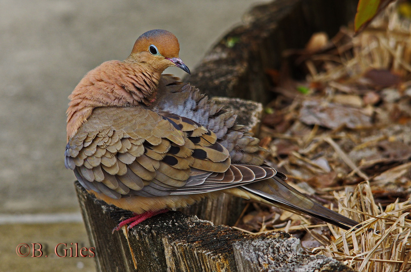 Pentax K-5 IIs + Sigma 150-500mm F5-6.3 DG OS HSM sample photo. Excuse me while i freshen up photography